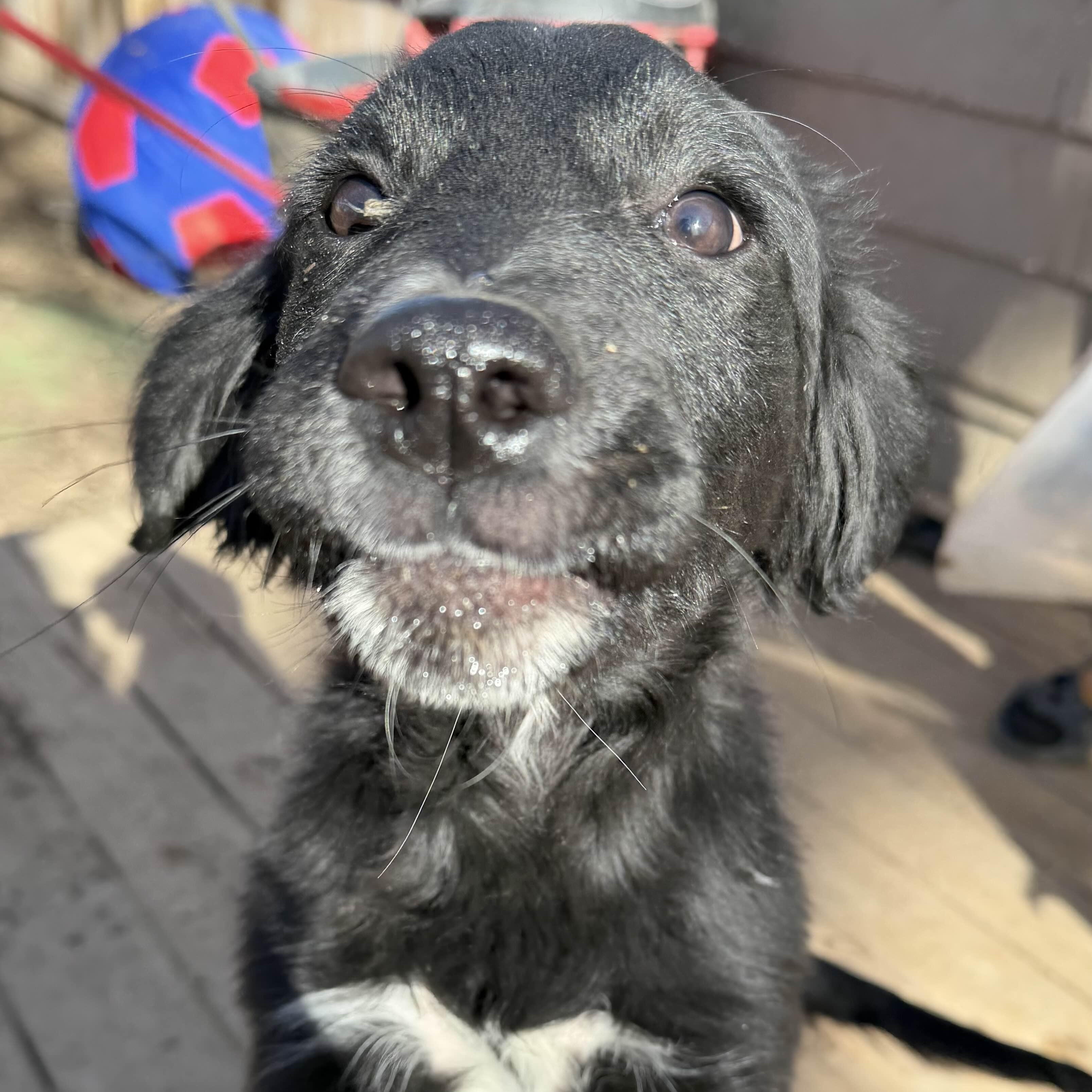 Enlarge Duck, a ADOPTABLE mixed breed in Louisburg, KS image 6/6