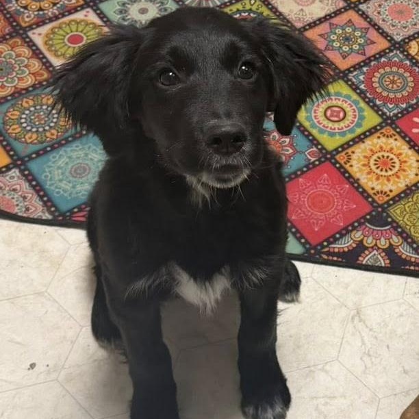 Duck, ADOPTABLE, Puppy Male Border Collie & Golden Retriever.