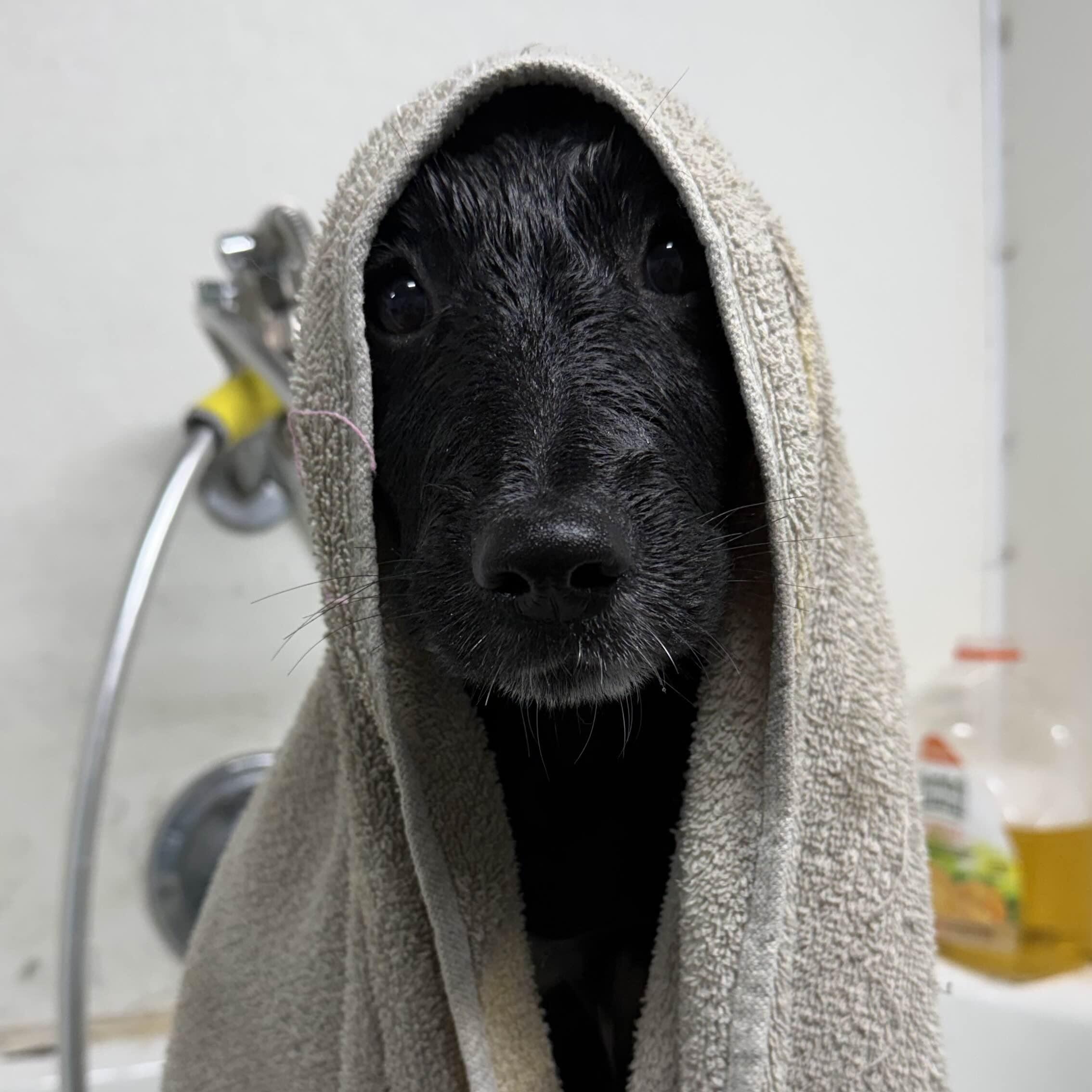 Enlarge Duck, a ADOPTABLE mixed breed in Louisburg, KS image 3/6