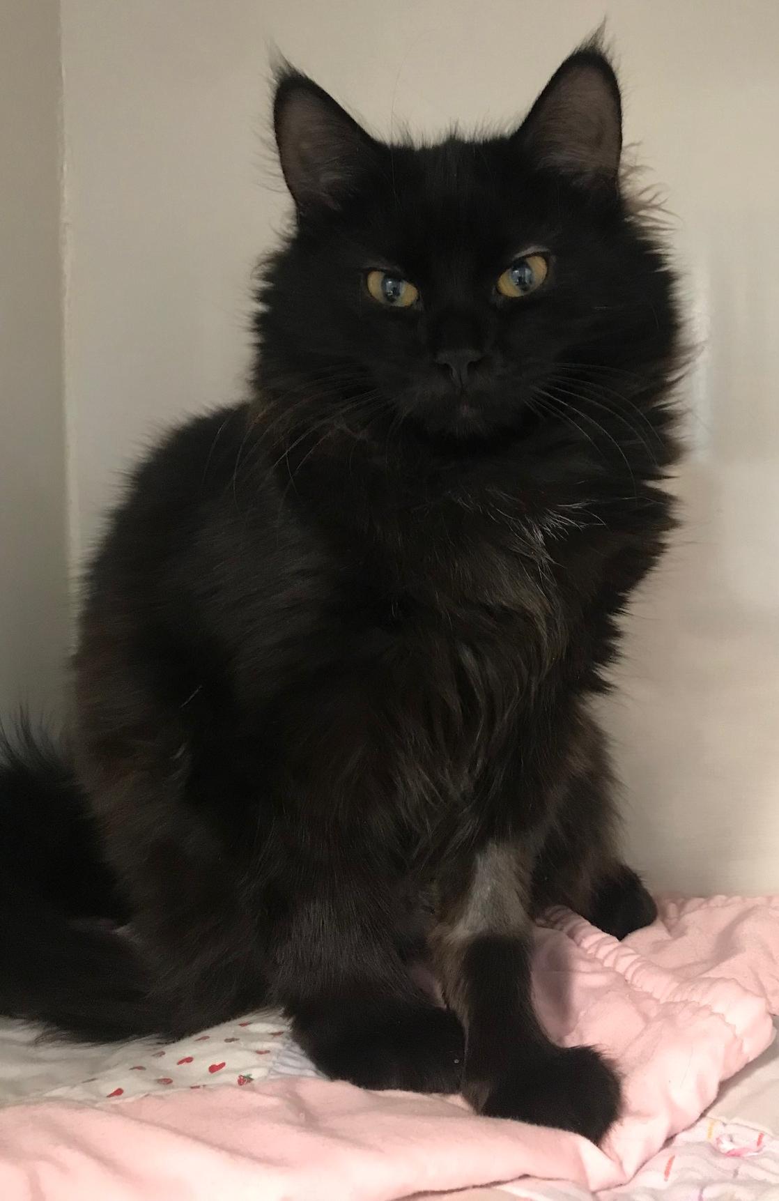 Enlarge Trae, a Adoptable mixed breed in Arthurette, NB image 1/1