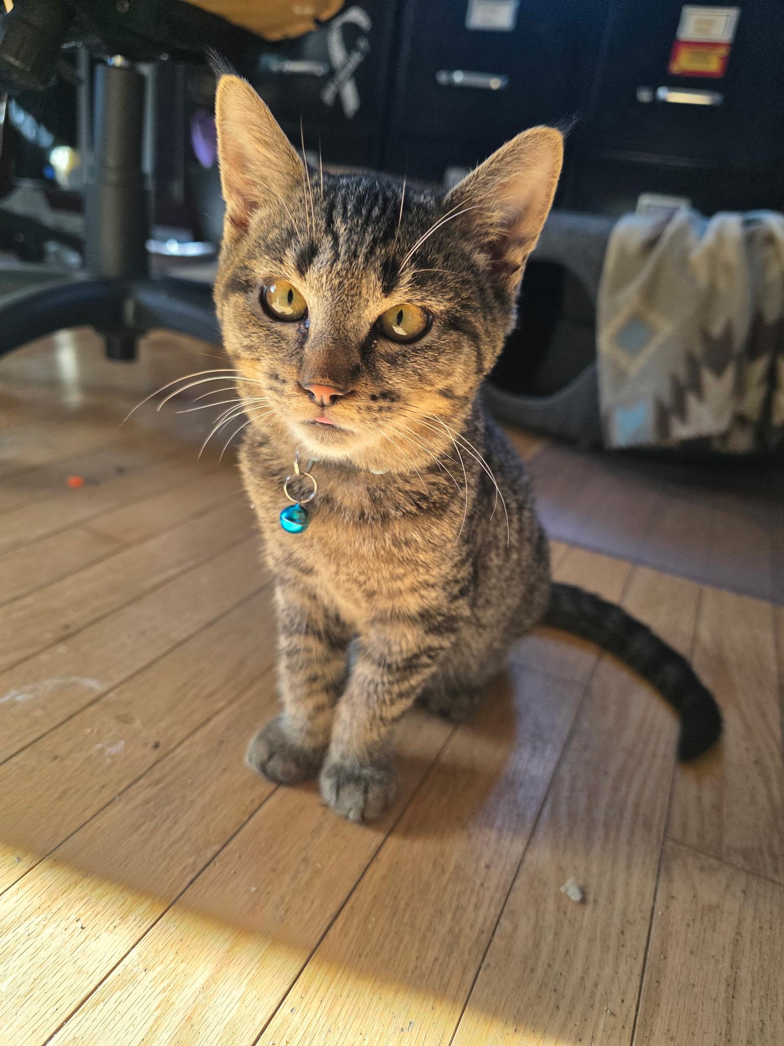 Dale and Brennan, Adoptable, Young Male Domestic Short Hair.