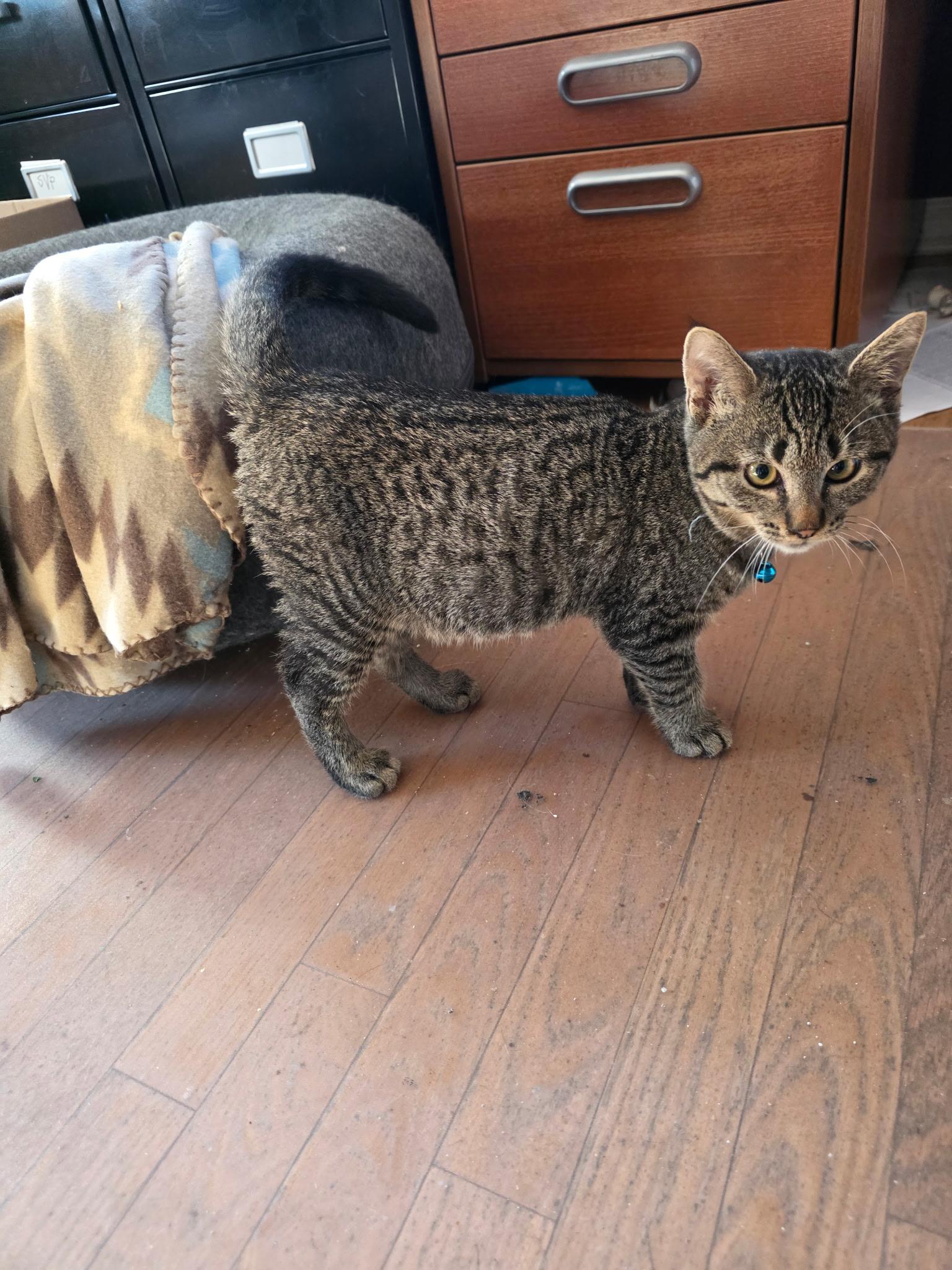 Enlarge Dale and Brennan, a Adoptable Domestic Short Hair in Troy, NY image 2/6