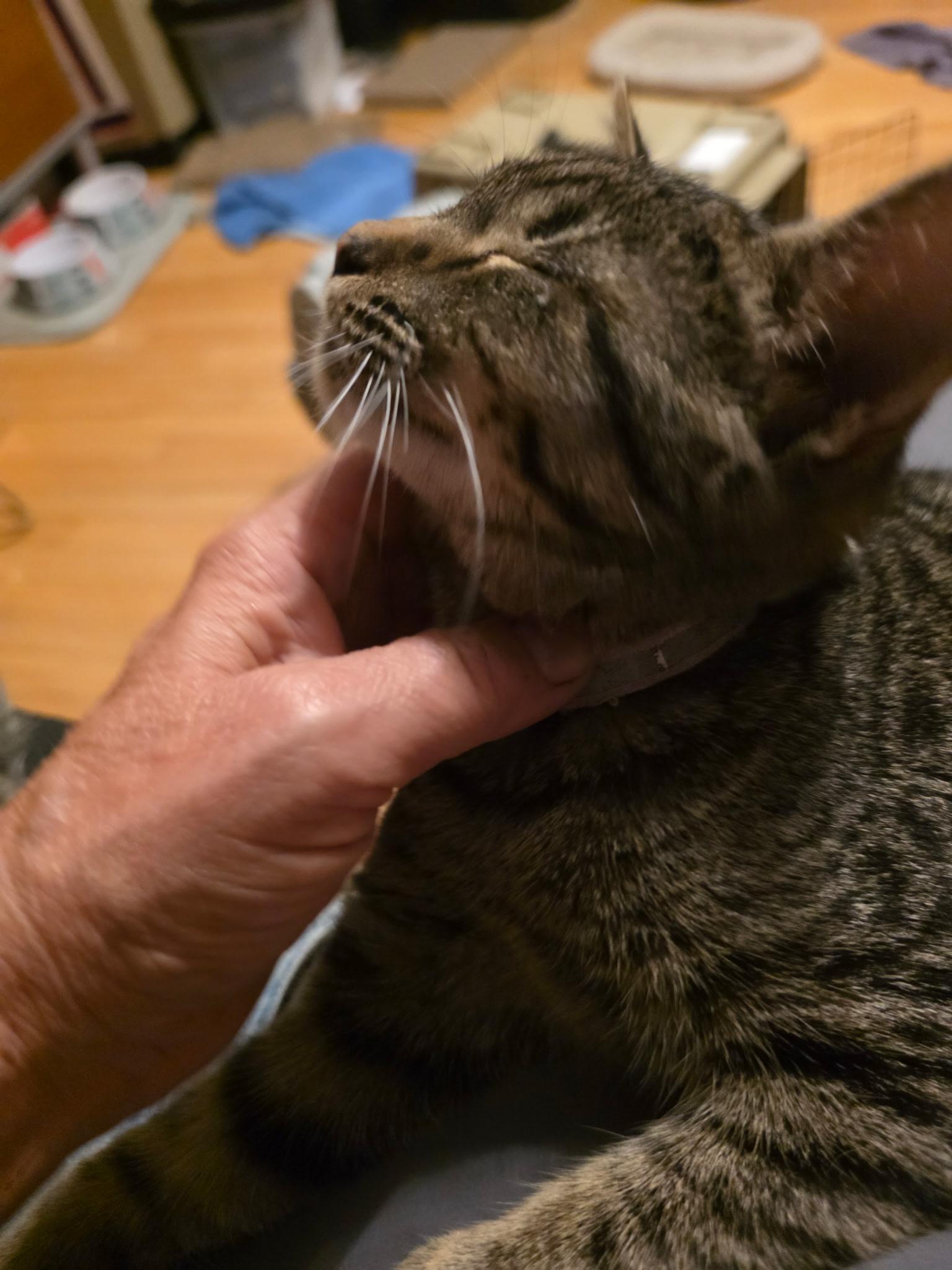 Enlarge Dale and Brennan, a Adoptable Domestic Short Hair in Troy, NY image 3/6