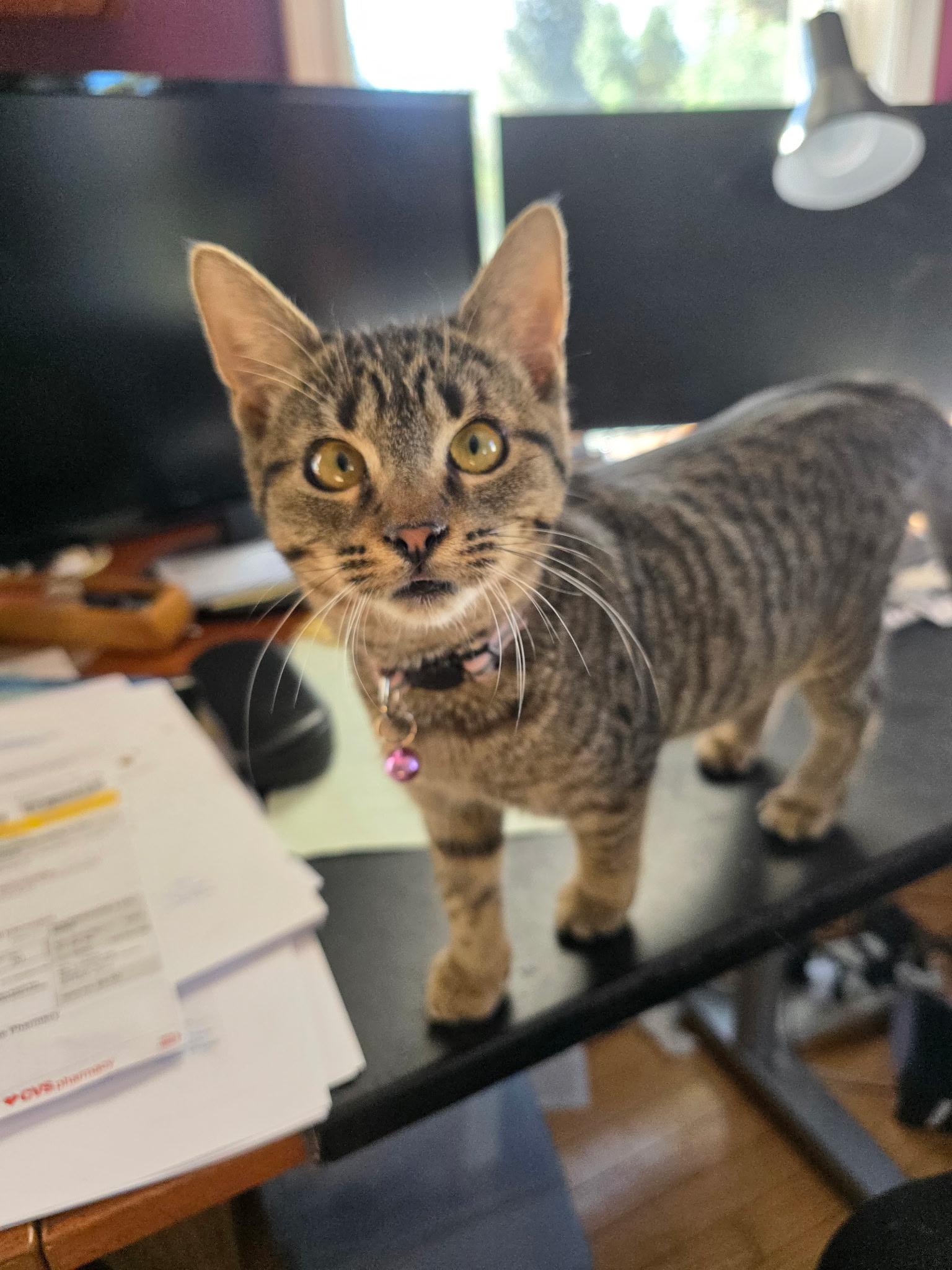 Enlarge Dale and Brennan, a Adoptable Domestic Short Hair in Troy, NY image 4/6