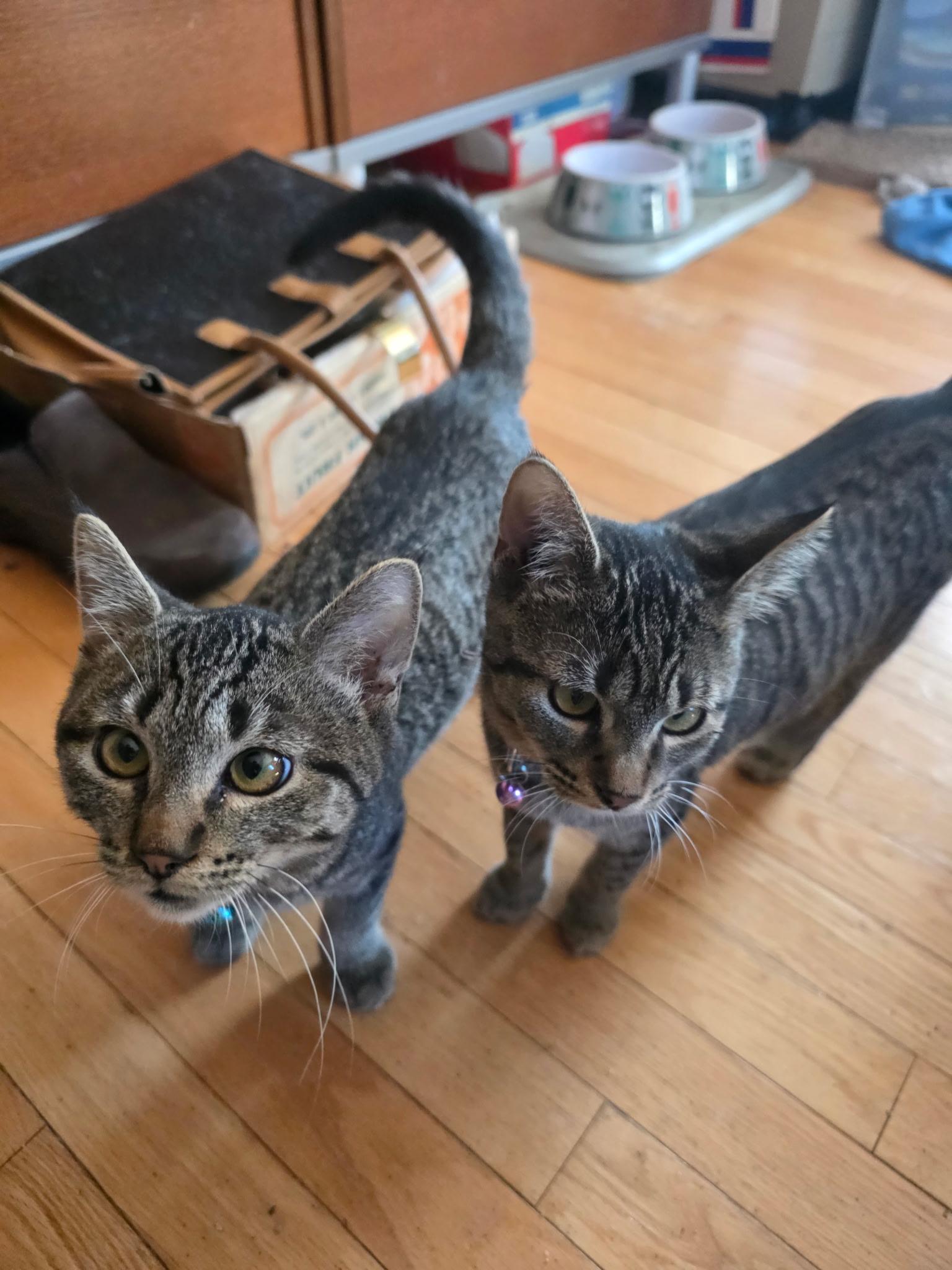 Enlarge Dale and Brennan, a Adoptable Domestic Short Hair in Troy, NY image 5/6