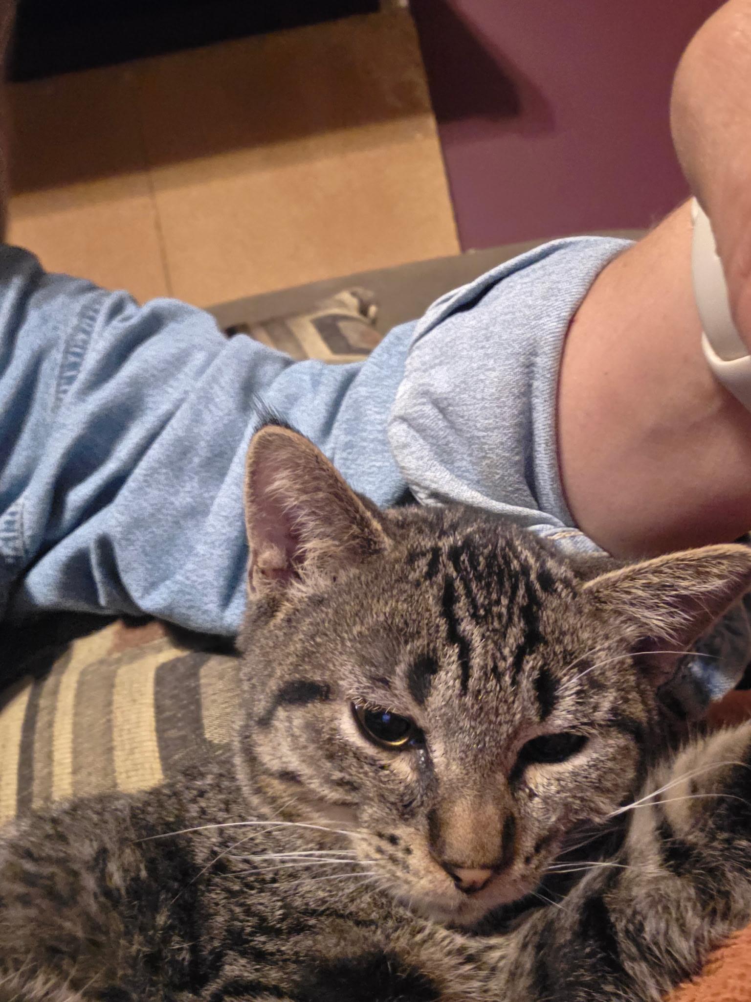 Enlarge Dale and Brennan, a Adoptable Domestic Short Hair in Troy, NY image 6/6