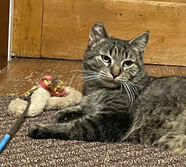 Kiki **FIV+, a ADOPTABLE Domestic Short Hair in Chambersburg, PA image 2/2