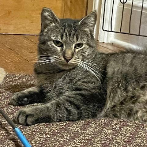 Kiki **FIV+, a ADOPTABLE Domestic Short Hair in Chambersburg, PA image 1/2