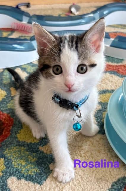 Enlarge Rosalina, a Adoptable mixed breed in Charlotte, NC image 1/1