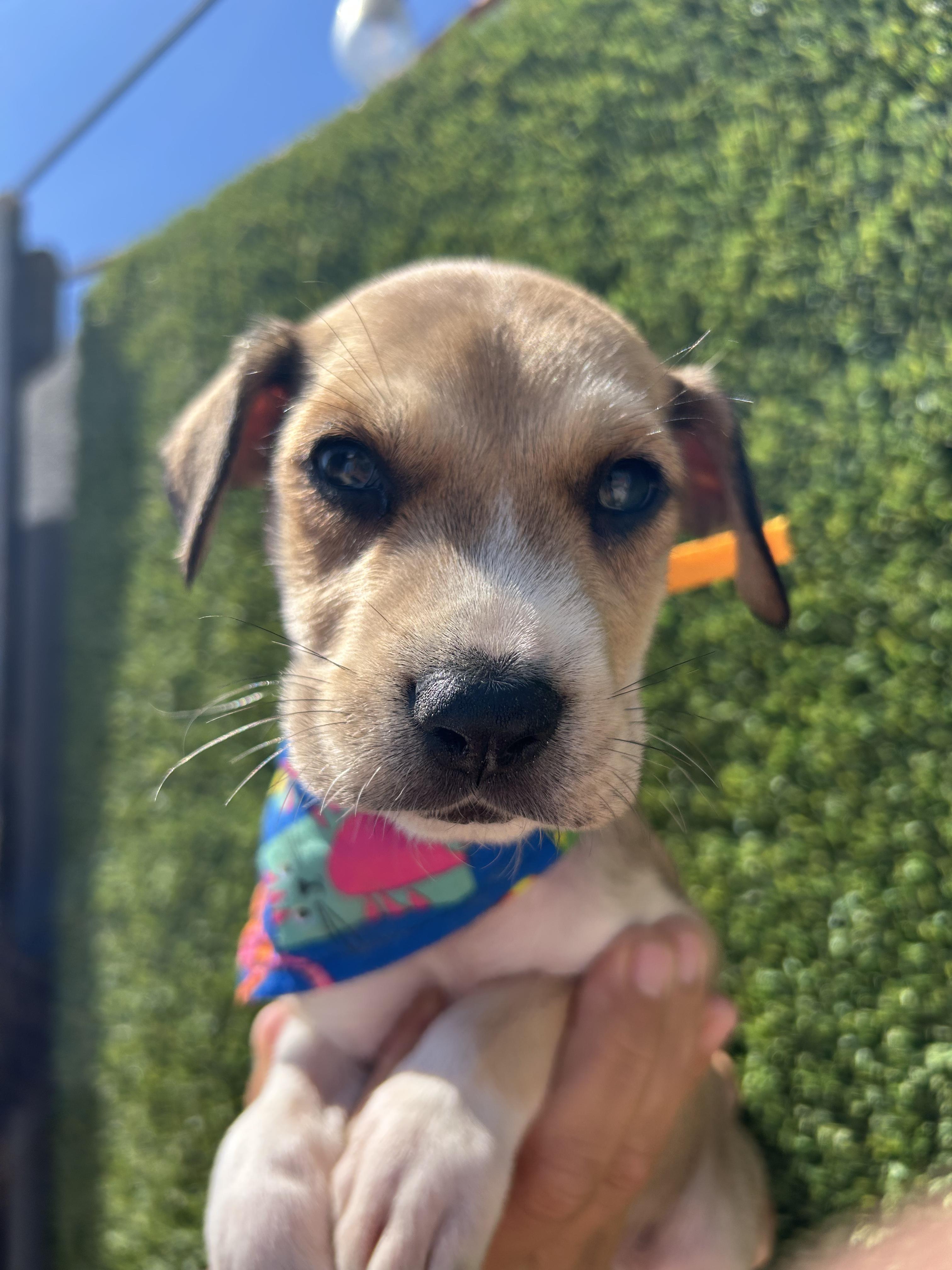 Leo, Adoptable, Puppy Male Rhodesian Ridgeback.