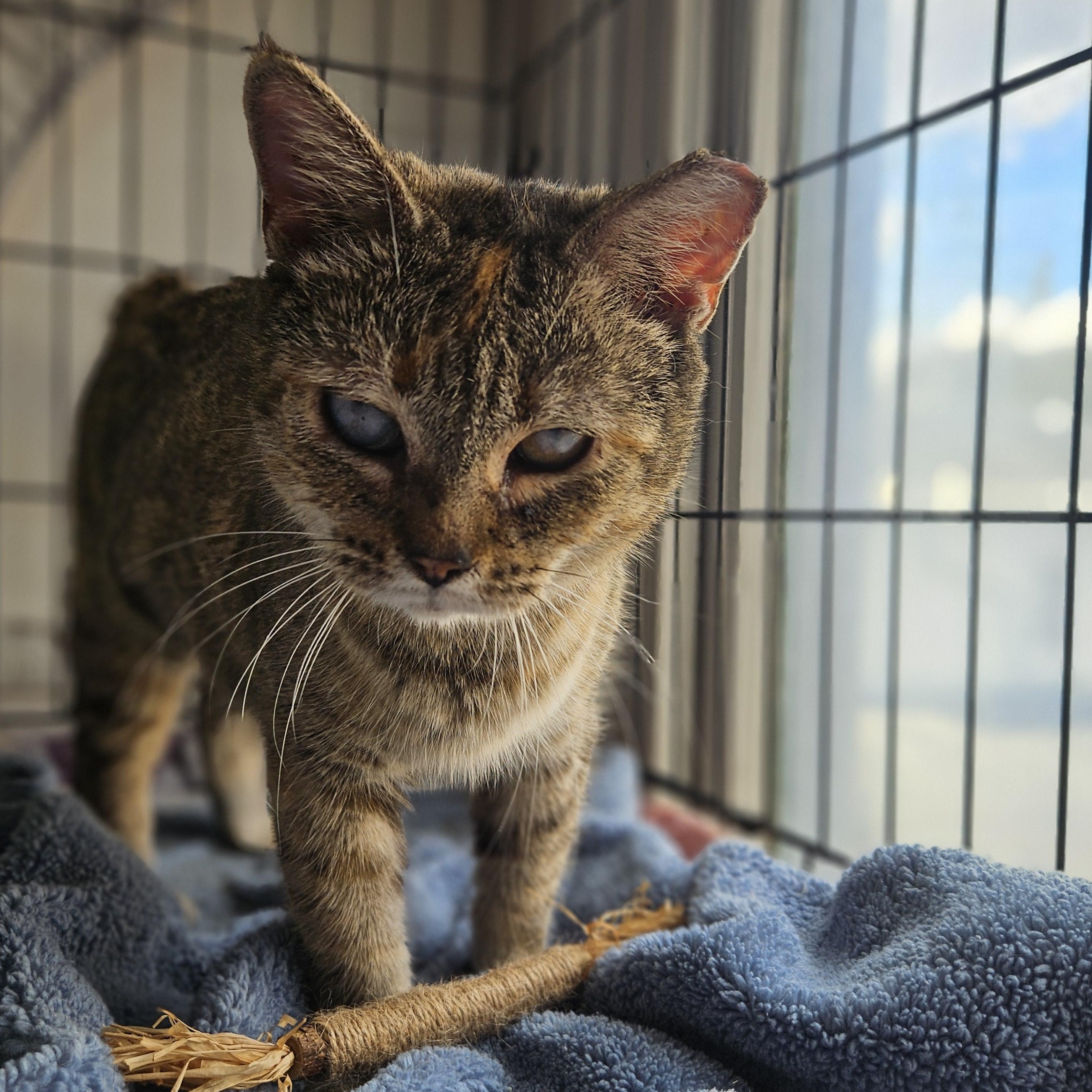 Enlarge Lynn Loraine, a ADOPTABLE mixed breed in Wilmington, NC image 2/4