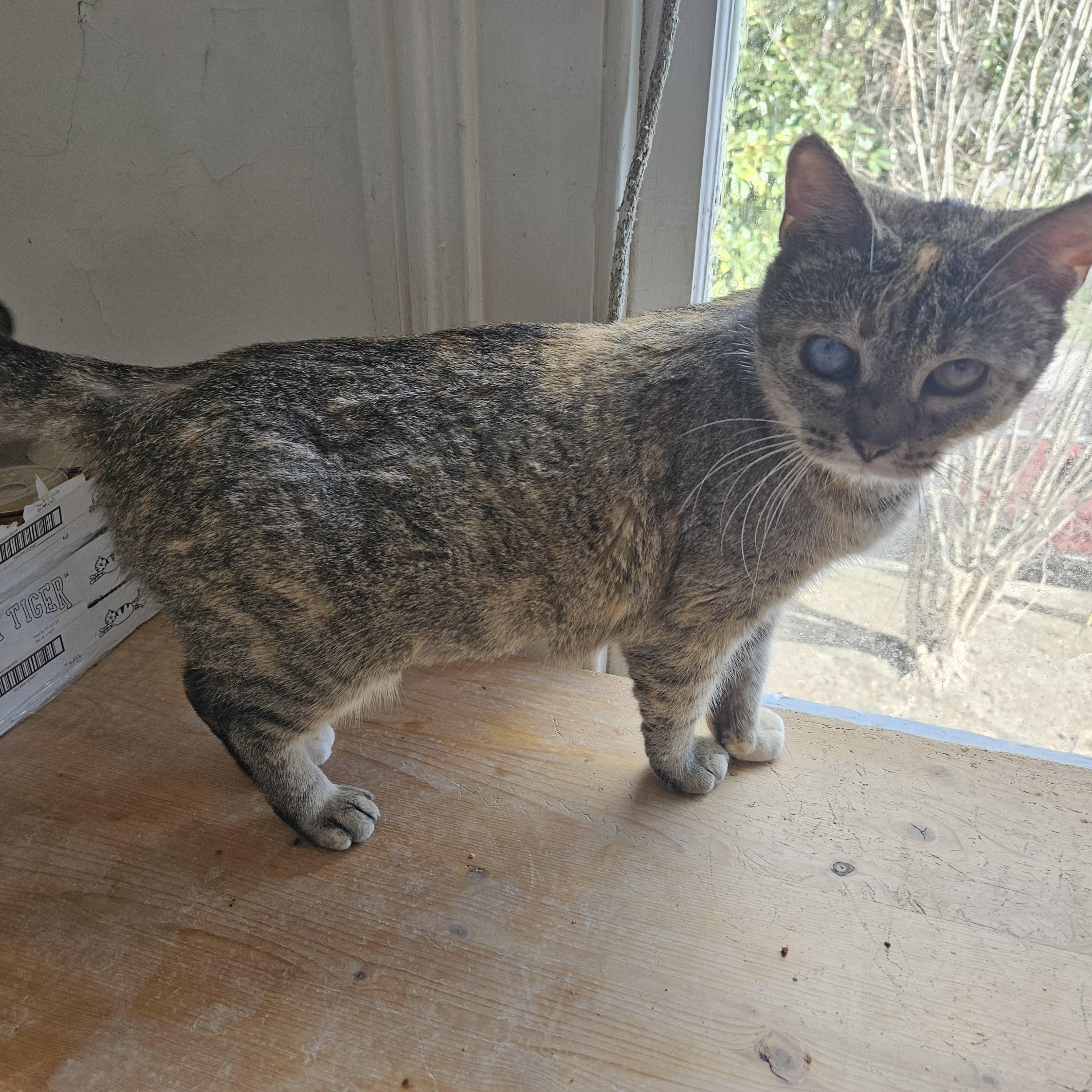 Lynn Loraine, ADOPTABLE, Adult Female Torbie.