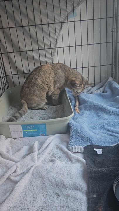 Enlarge Lynn Loraine, a ADOPTABLE mixed breed in Wilmington, NC video 4/4