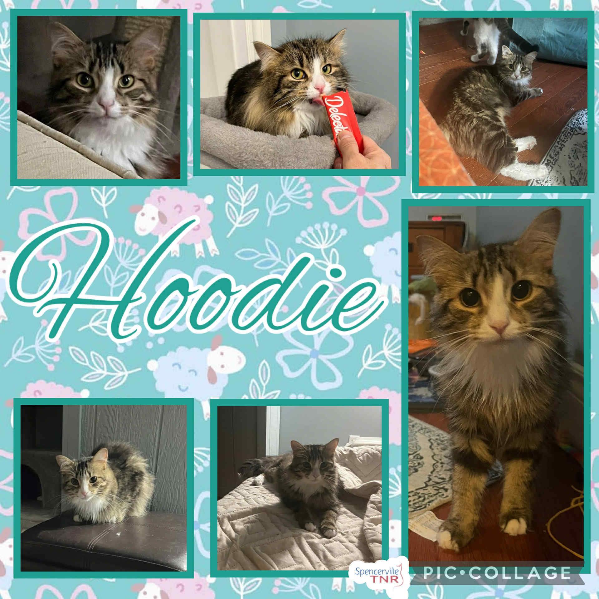 Hoodie, Adult Female Domestic Medium Hair