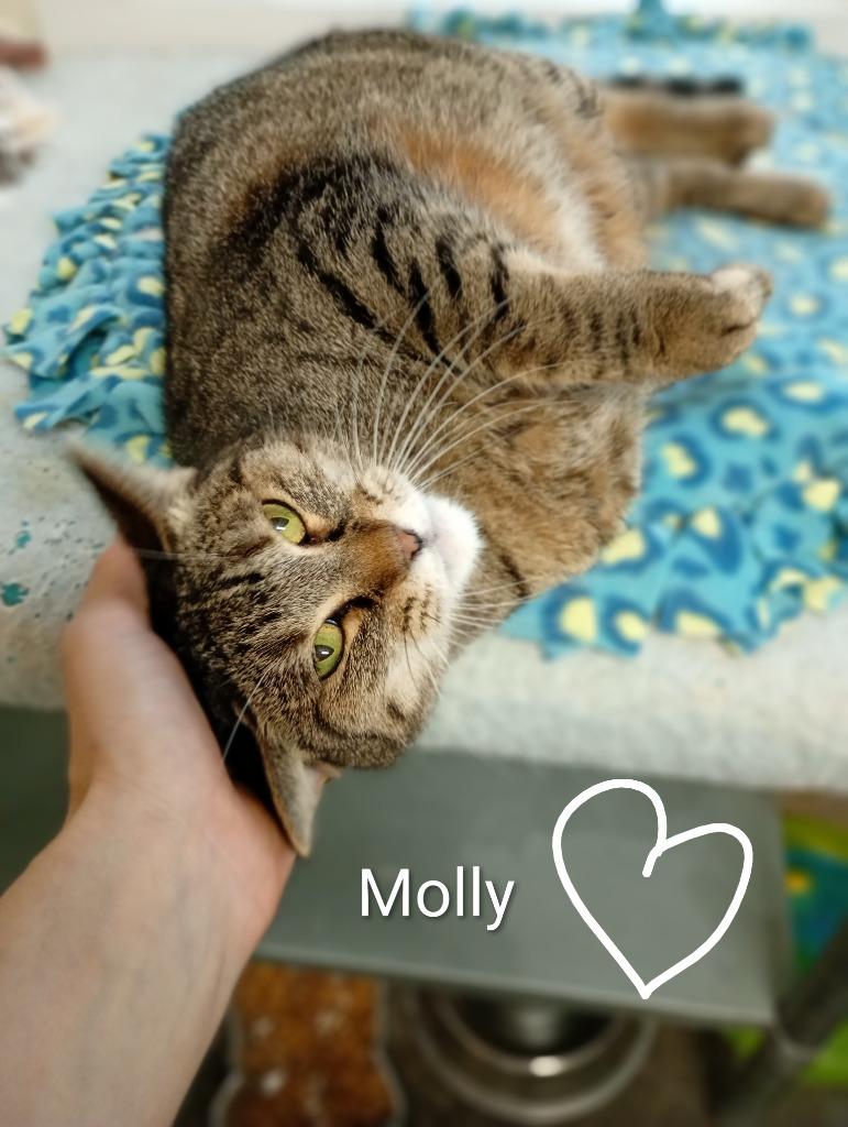 Molly, Adoptable, Adult Female Domestic Short Hair.