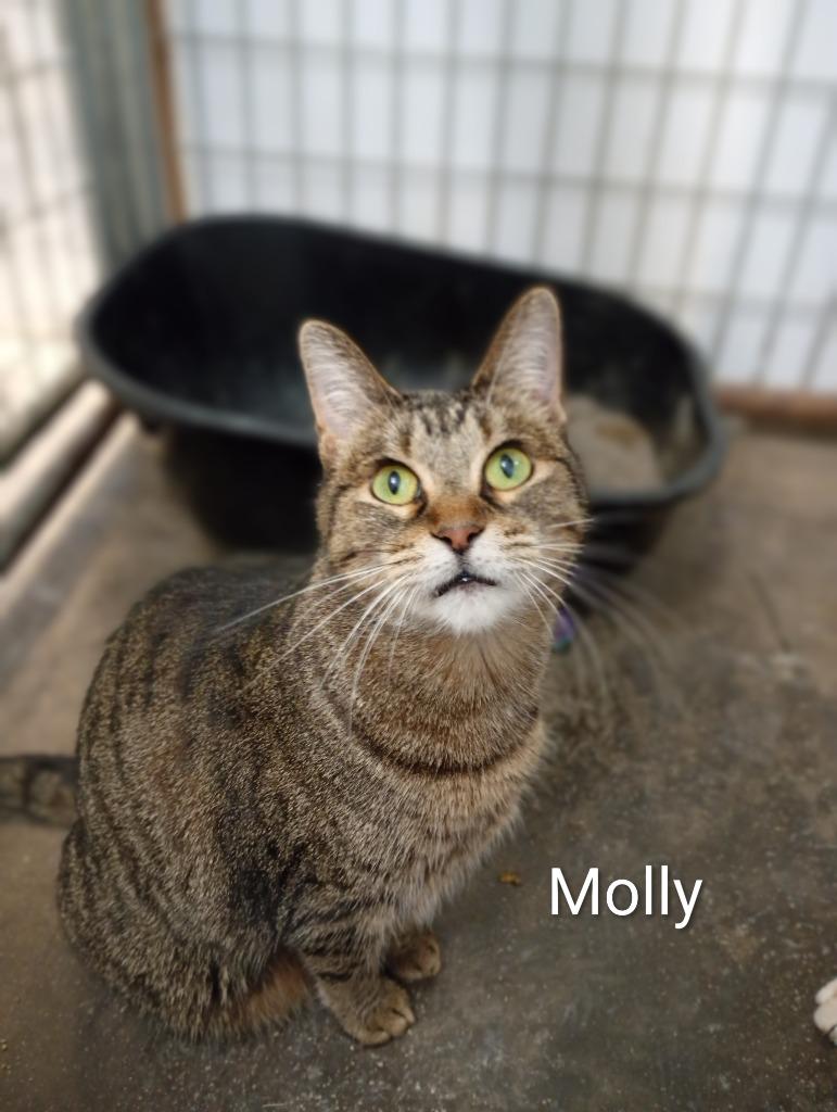Enlarge Molly, a Adoptable mixed breed in Saint James, MN image 3/5
