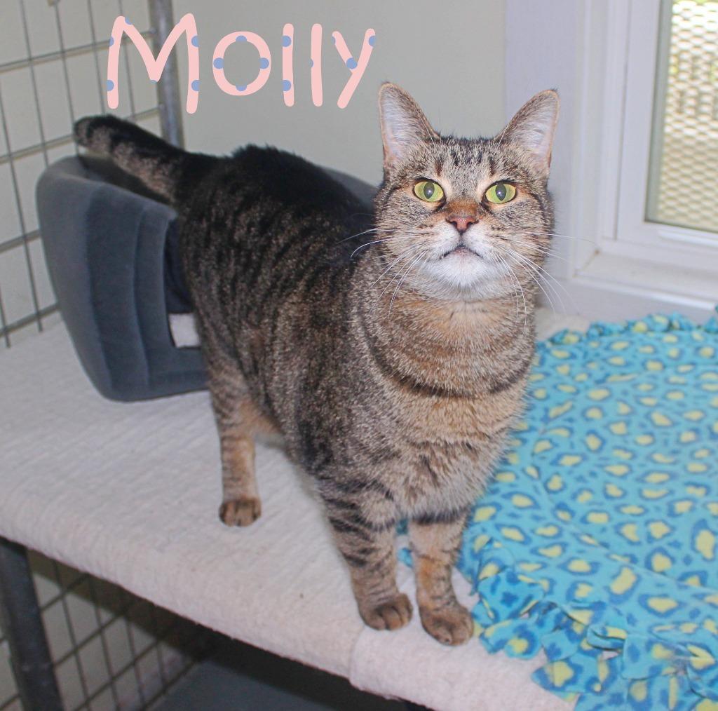 Enlarge Molly, a Adoptable mixed breed in Saint James, MN image 4/5