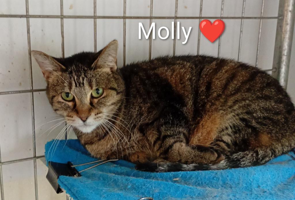 Enlarge Molly, a Adoptable mixed breed in Saint James, MN image 5/5