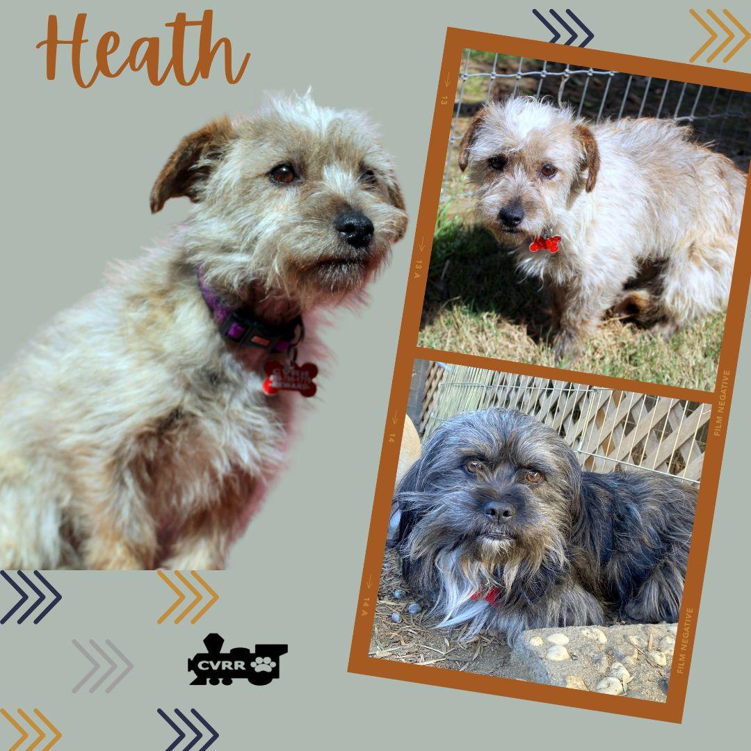 Enlarge Heath, a Adopted Terrier in LINDSAY, CA image 1/1