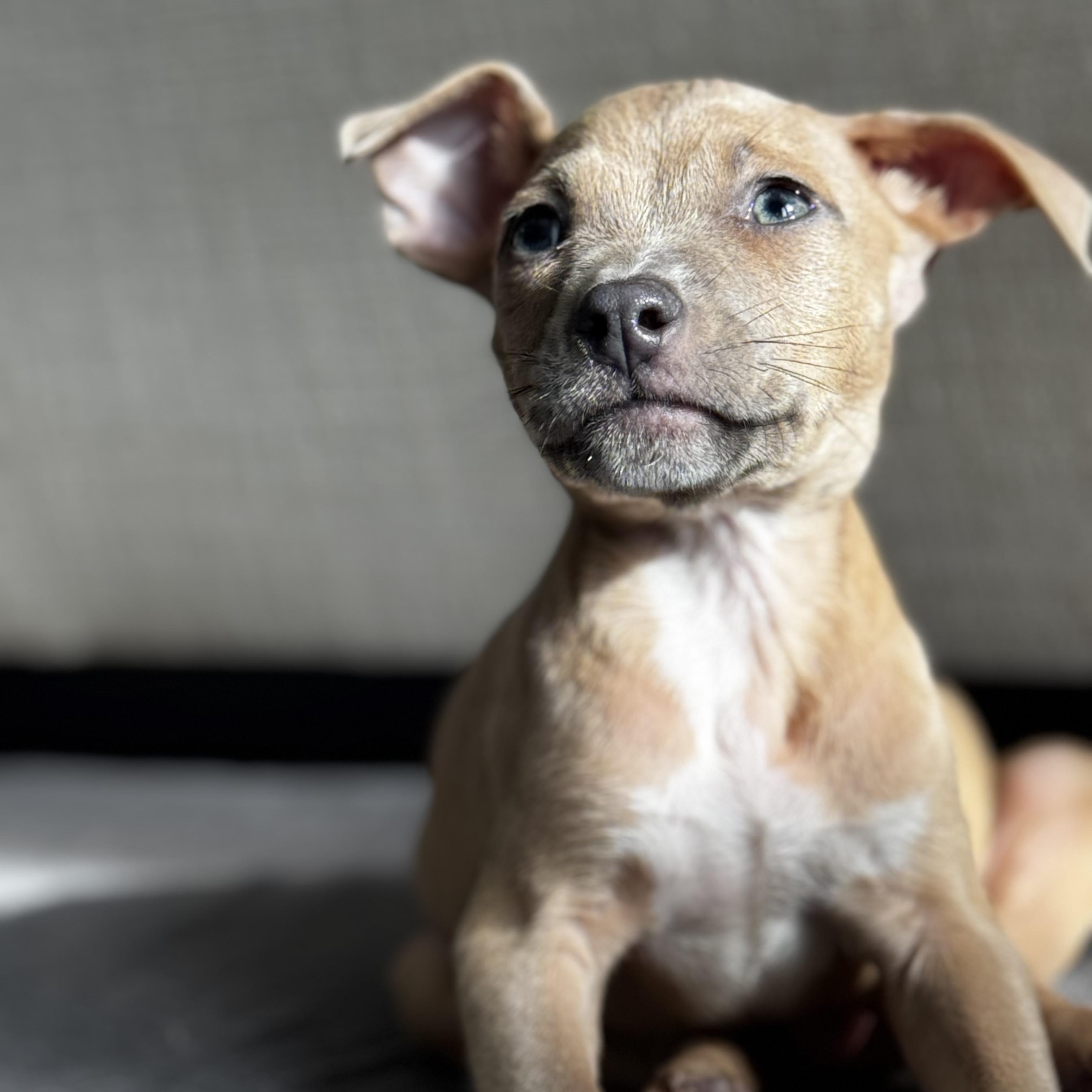 Tuffnut, Adoptable, Puppy Male Hound.