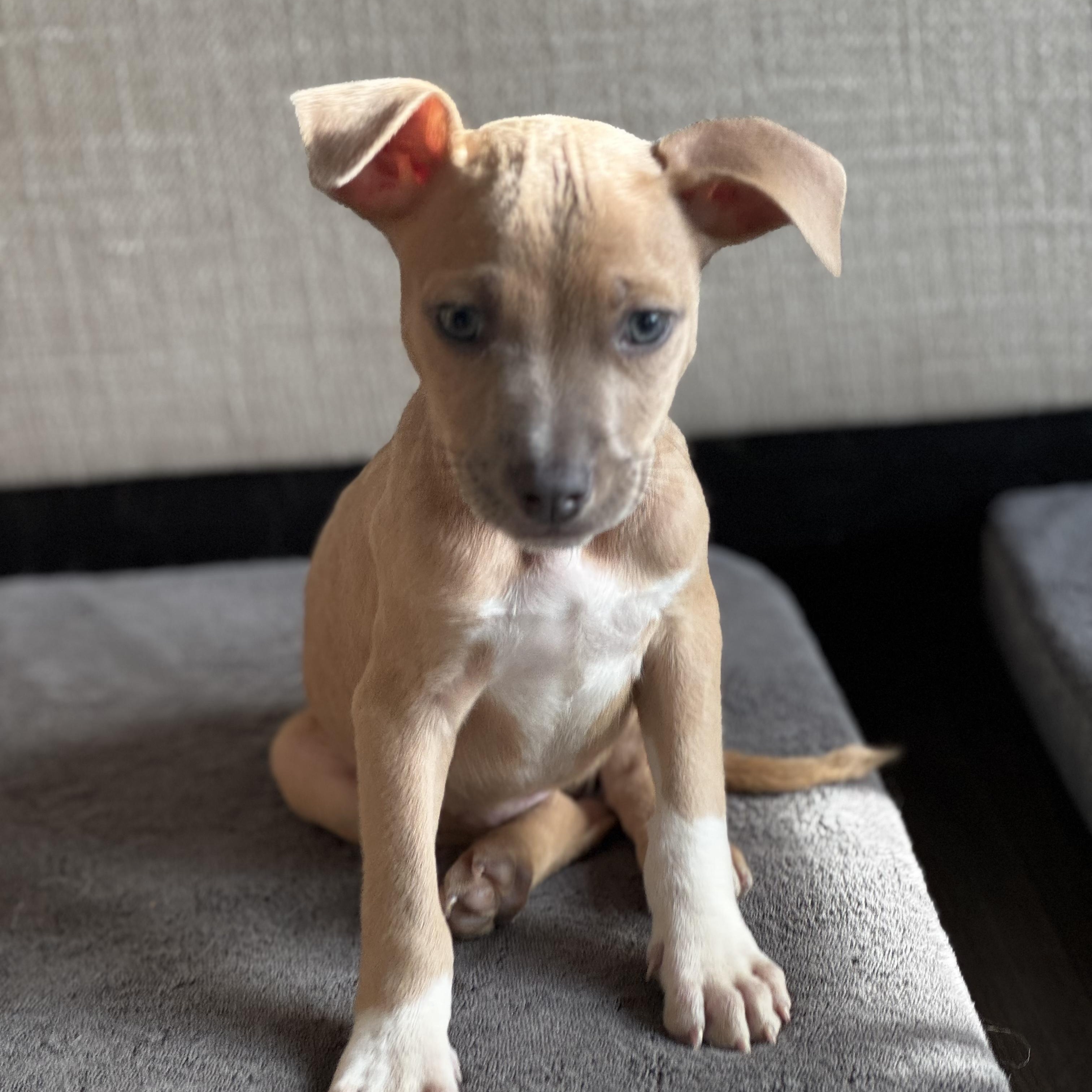 Tuffnut, a Adoptable mixed breed in Gastonia, NC image 2/5