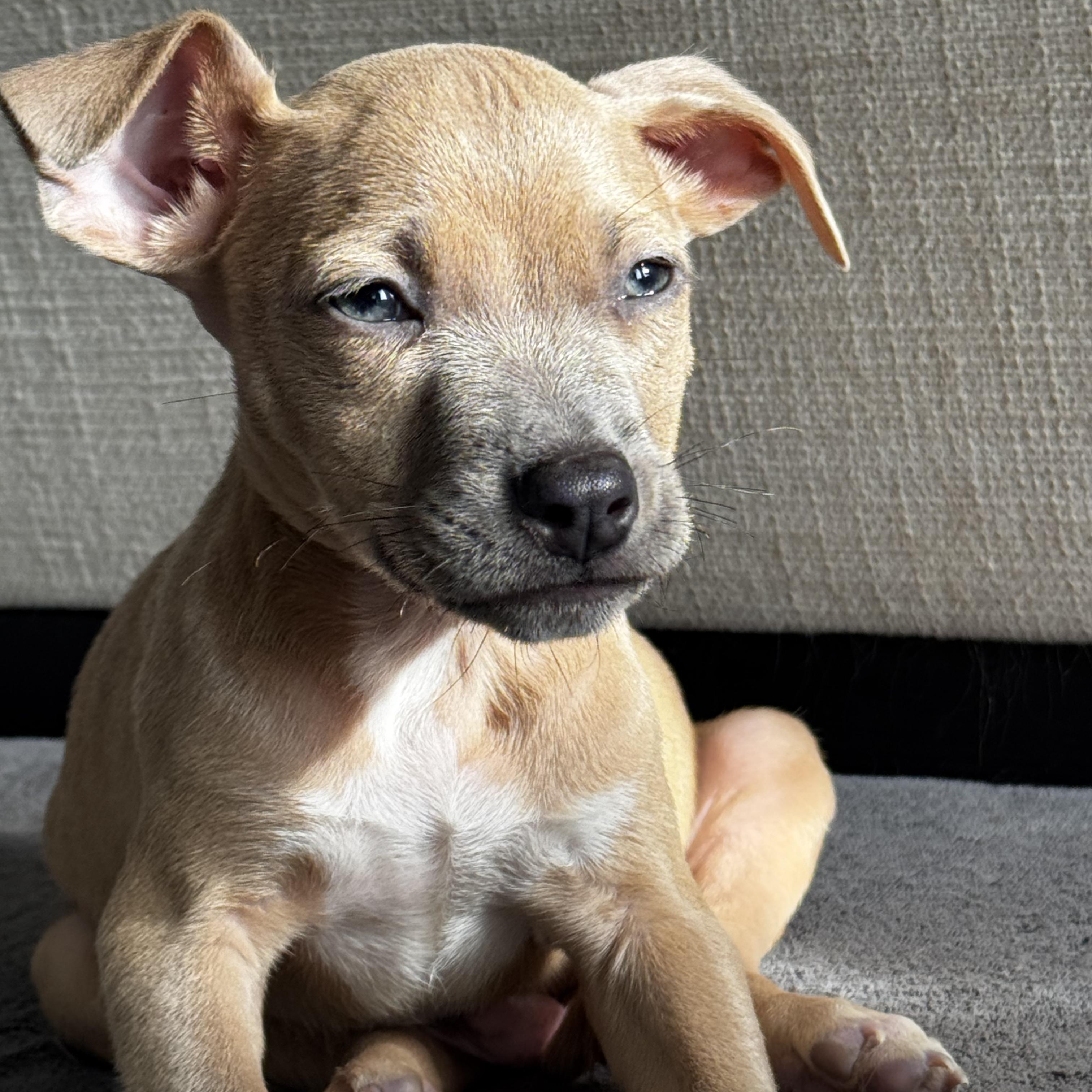 Tuffnut, a Adoptable mixed breed in Gastonia, NC image 3/5