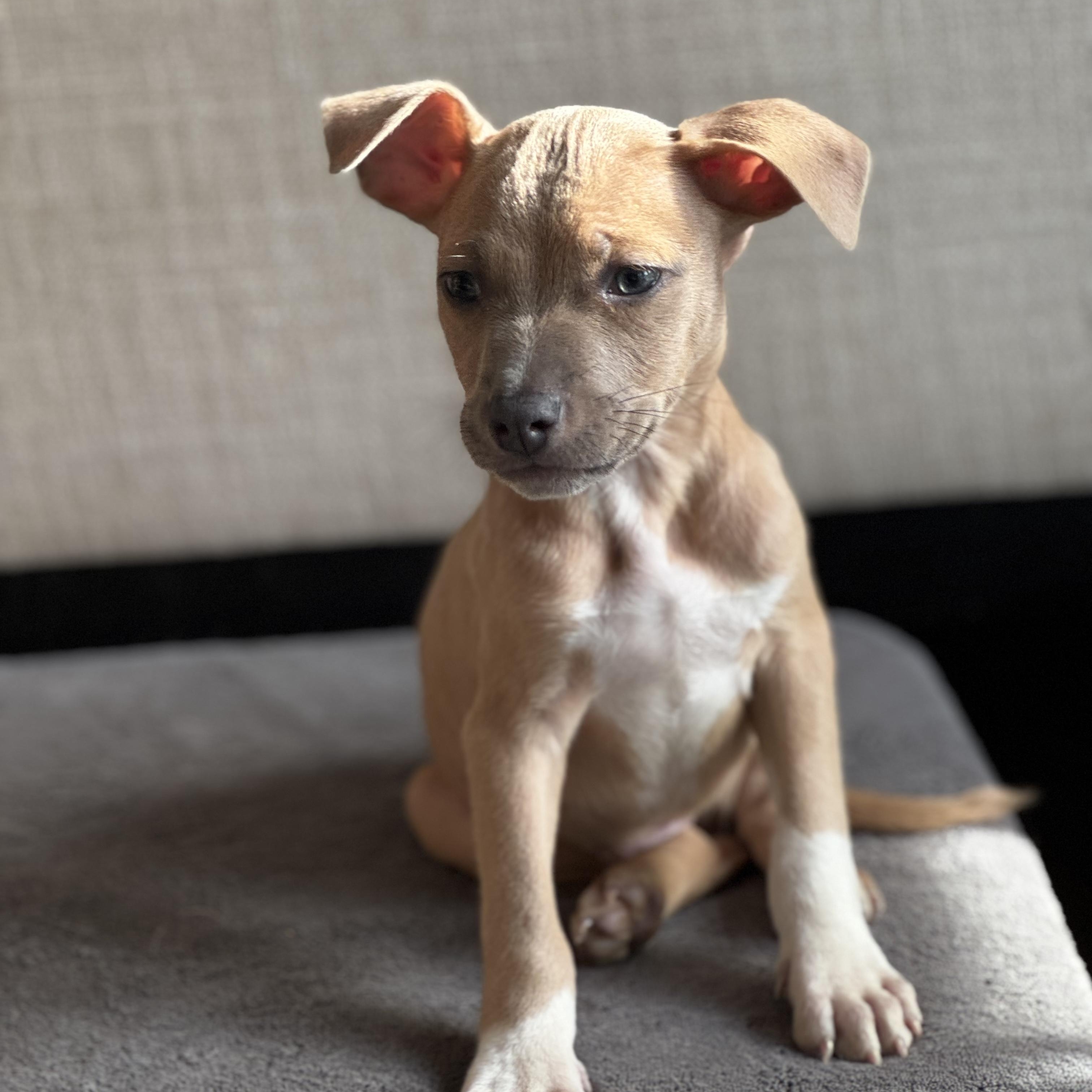 Tuffnut, a Adoptable mixed breed in Gastonia, NC image 4/5