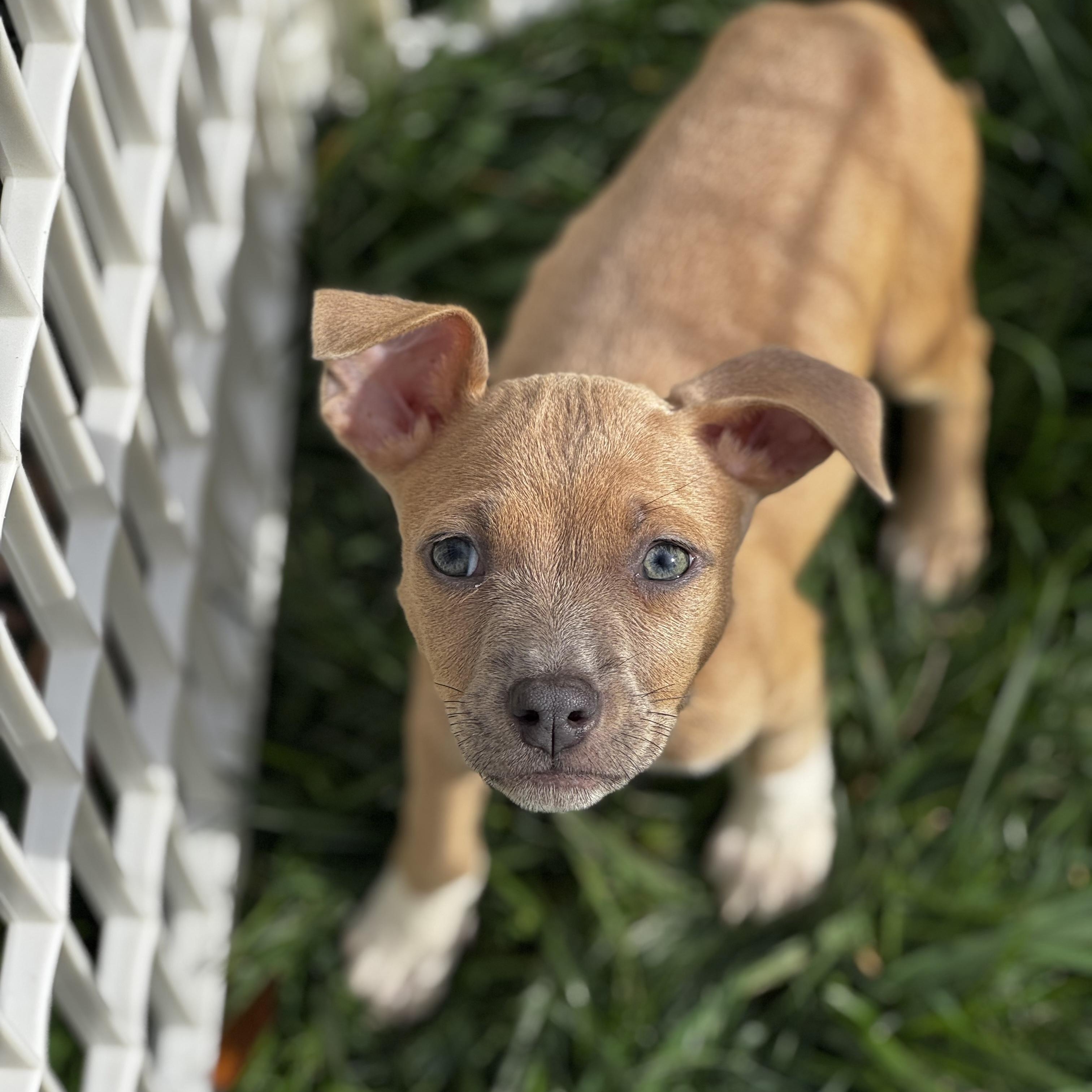 Tuffnut, a Adoptable mixed breed in Gastonia, NC image 5/5