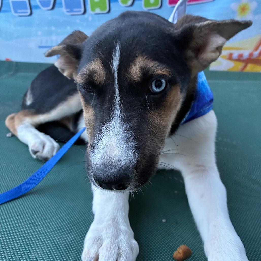 Koda, Adoptable, Young Male Husky.