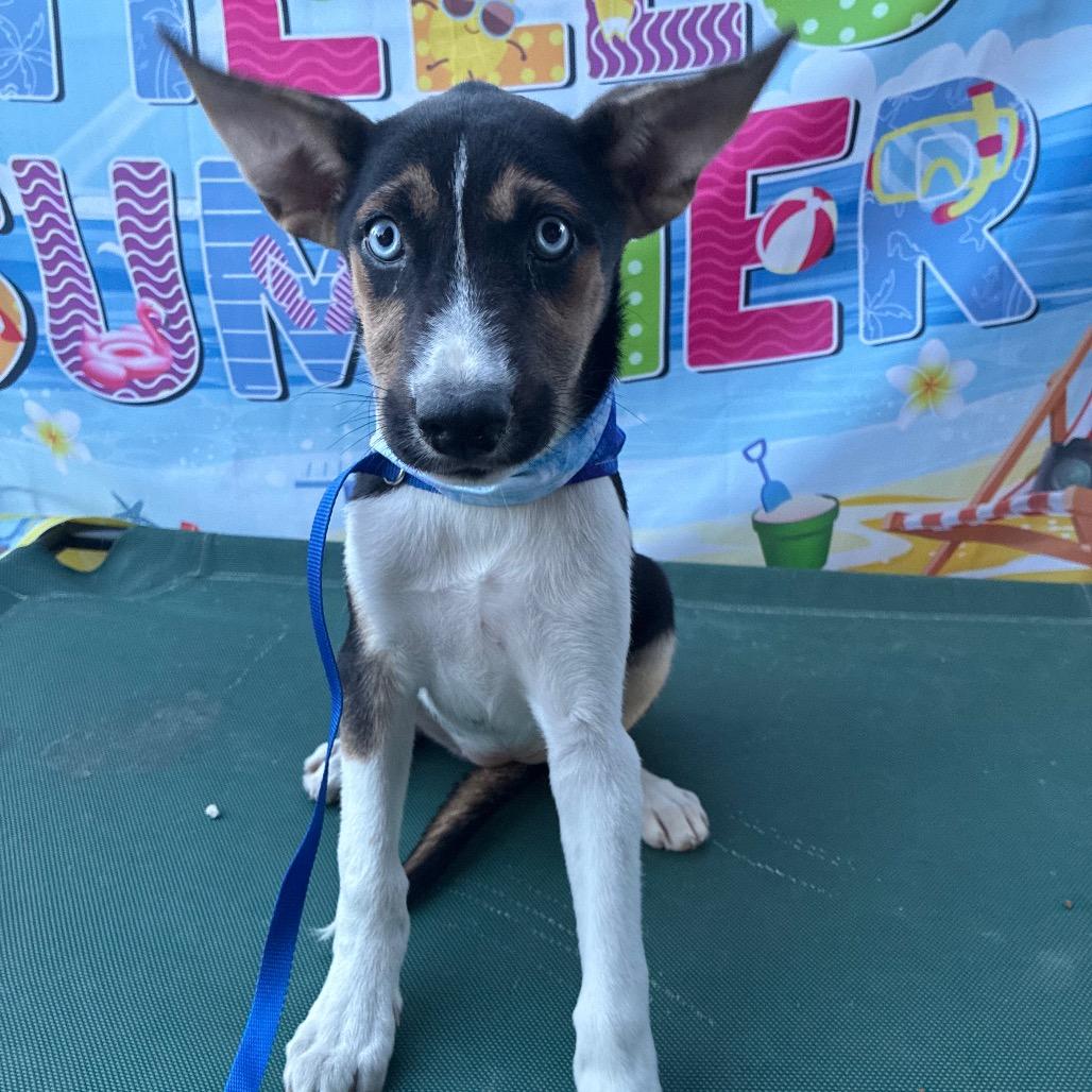 Enlarge Koda, a Adoptable Husky in Aledo, TX image 6/6