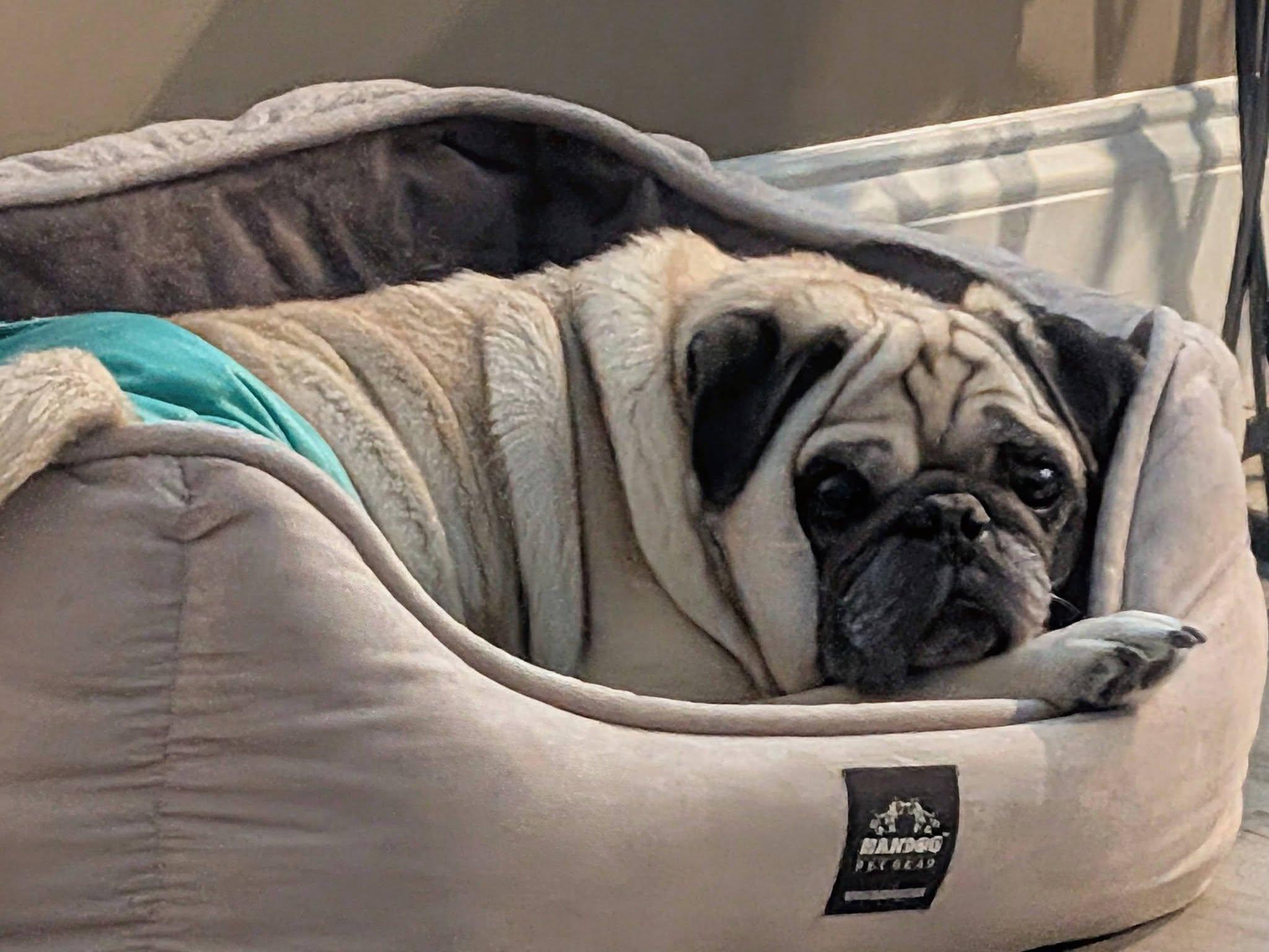 Cori, Adoptable, Senior Male Pug.