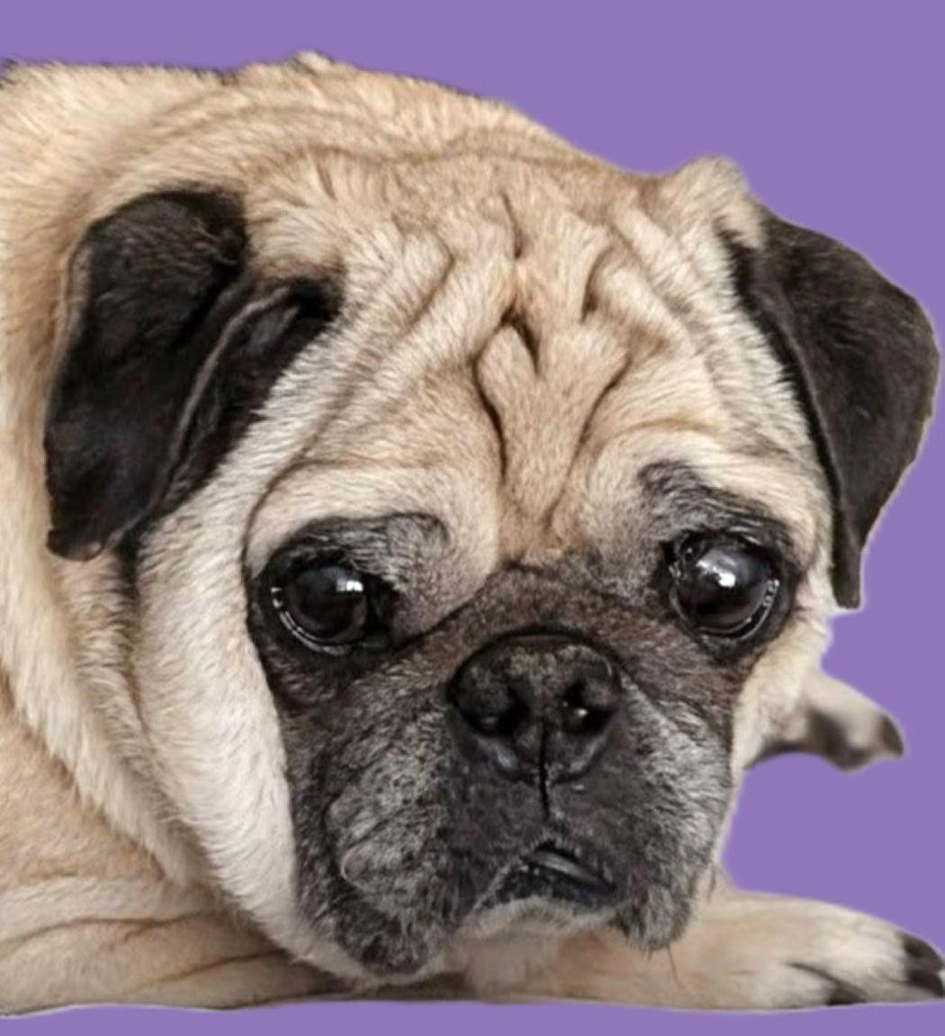 Cori, Adoptable, Senior Male Pug.