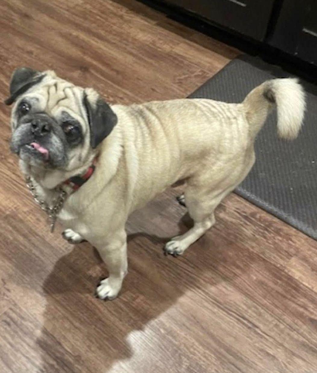 Cori, a Adoptable Pug in Savannah, GA image 3/6
