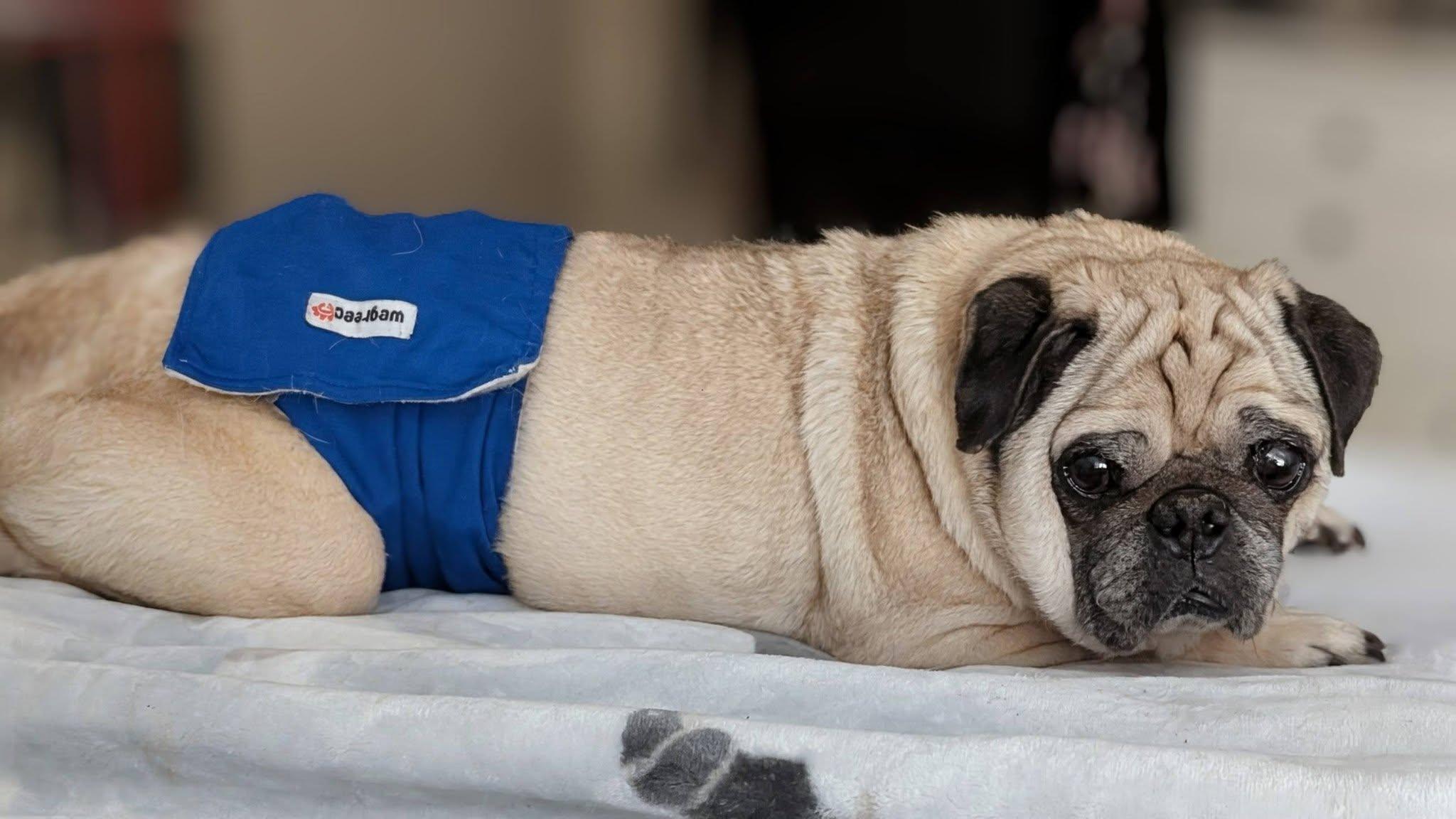 Cori, a Adoptable Pug in Savannah, GA image 4/6