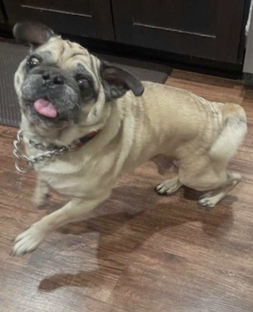 Cori, a Adoptable Pug in Savannah, GA image 5/6