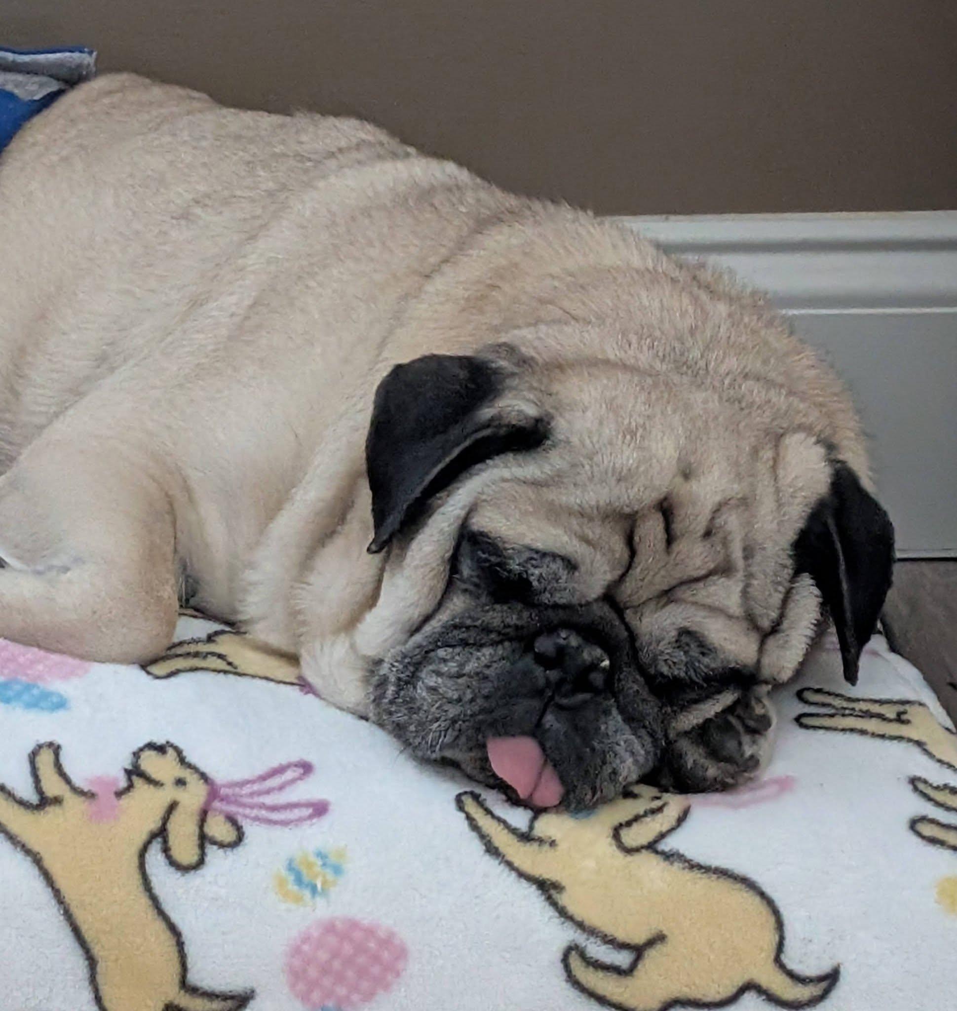 Cori, a Adoptable Pug in Savannah, GA image 6/6