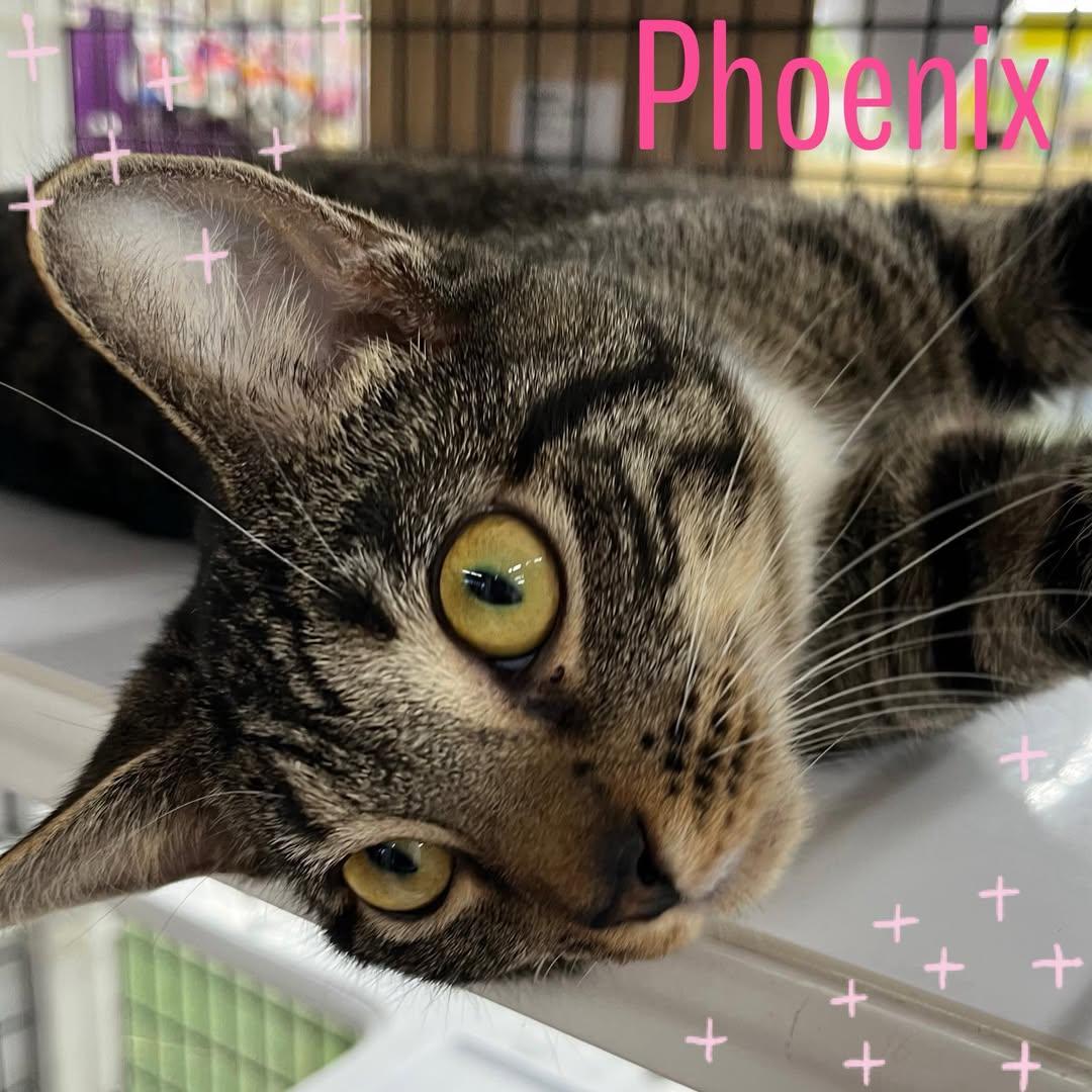 Phoenix, Adoptable, Young Female Domestic Short Hair.