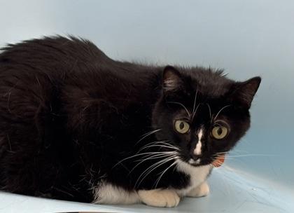 Yin, Adoptable, Adult Female Domestic Short Hair & Domestic Short Hair.