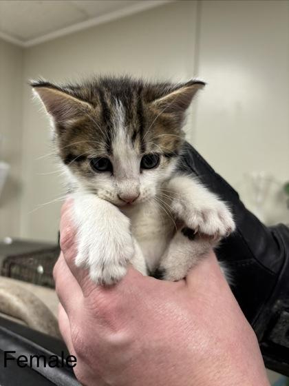 Iris, Adoptable, Kitten Female Domestic Short Hair & Domestic Short Hair.