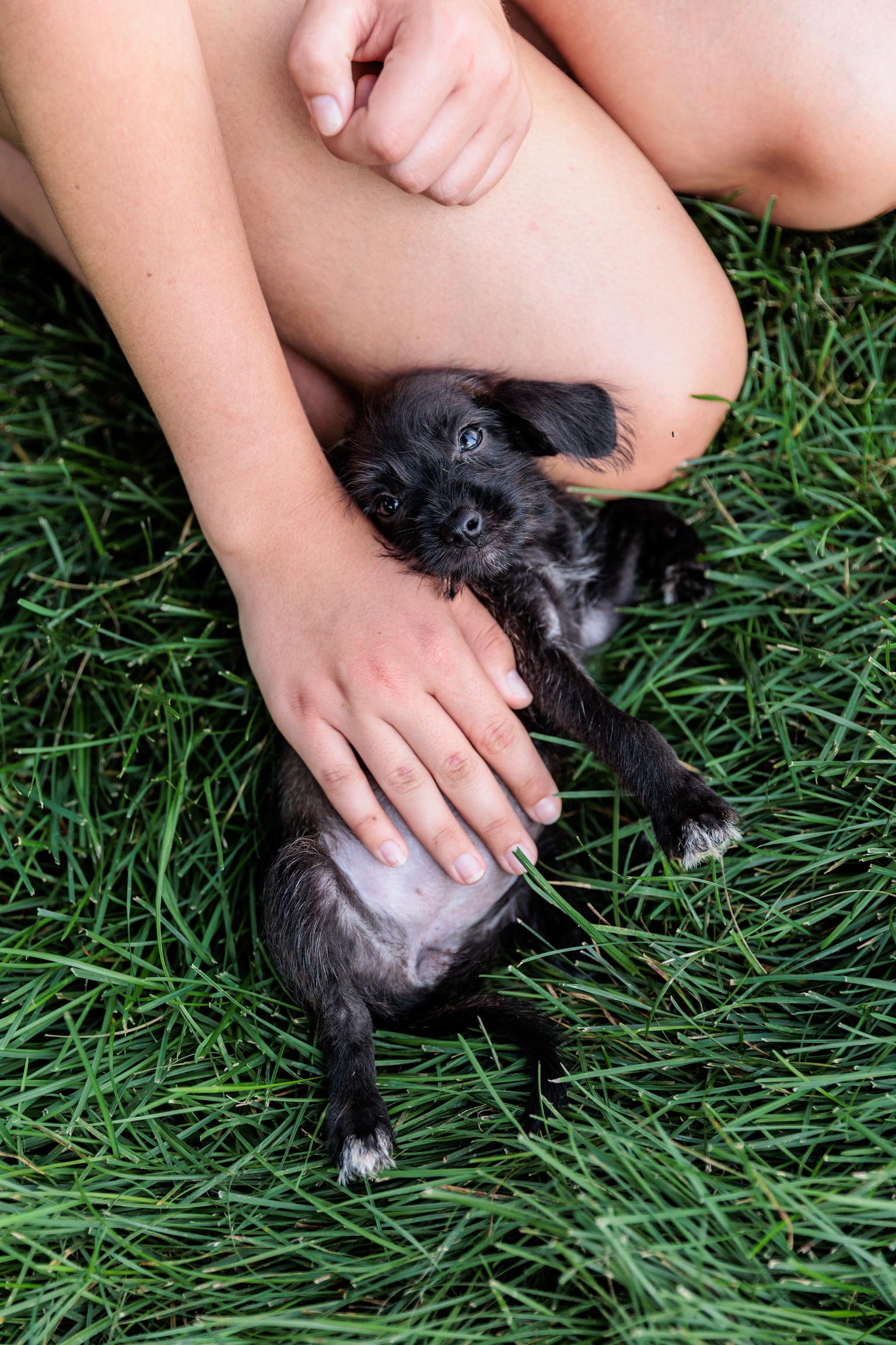 Eclipse (Meet me 8/15), a Adoptable mixed breed in Gainesville, VA image 2/5