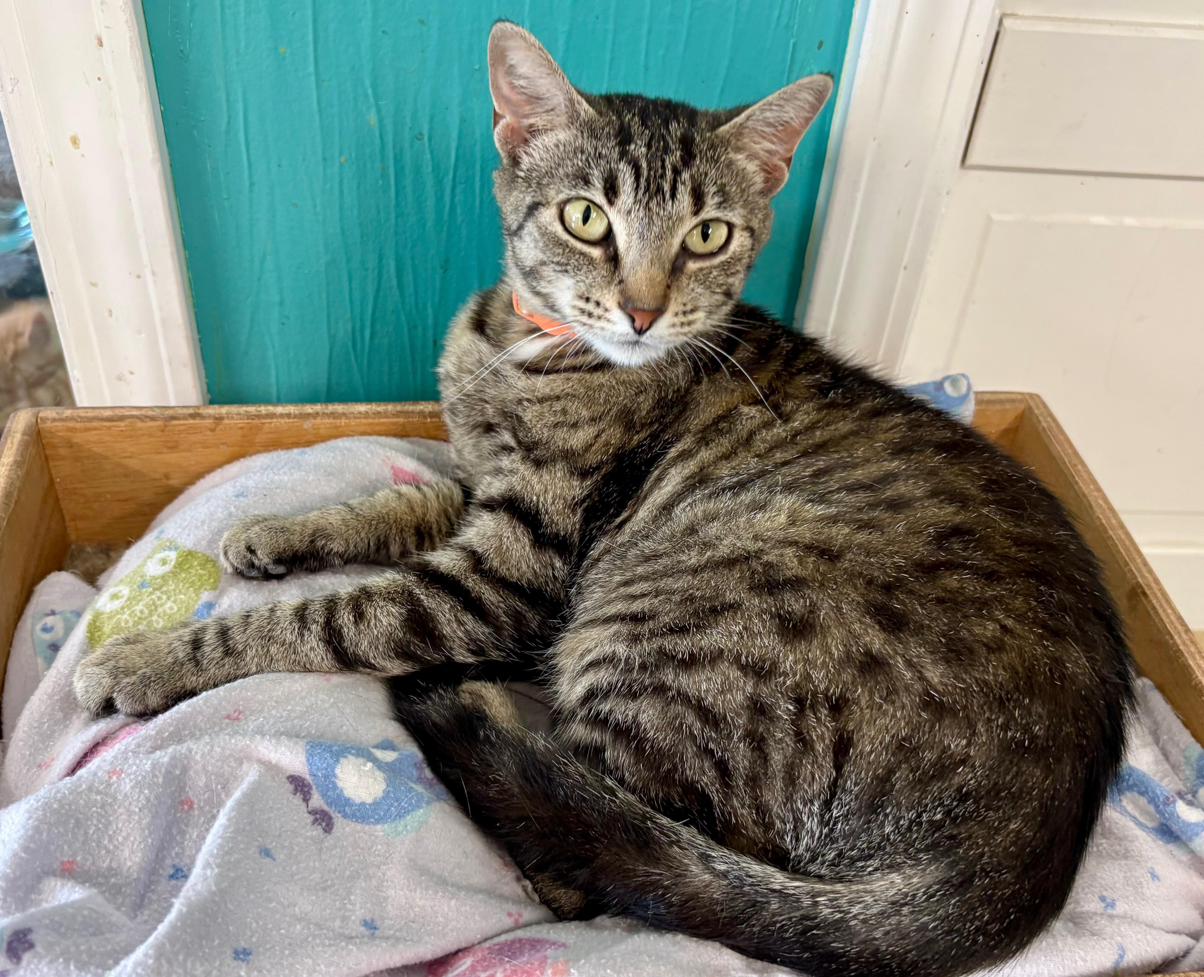 Pandora, Adoptable, Adult Female Tabby.