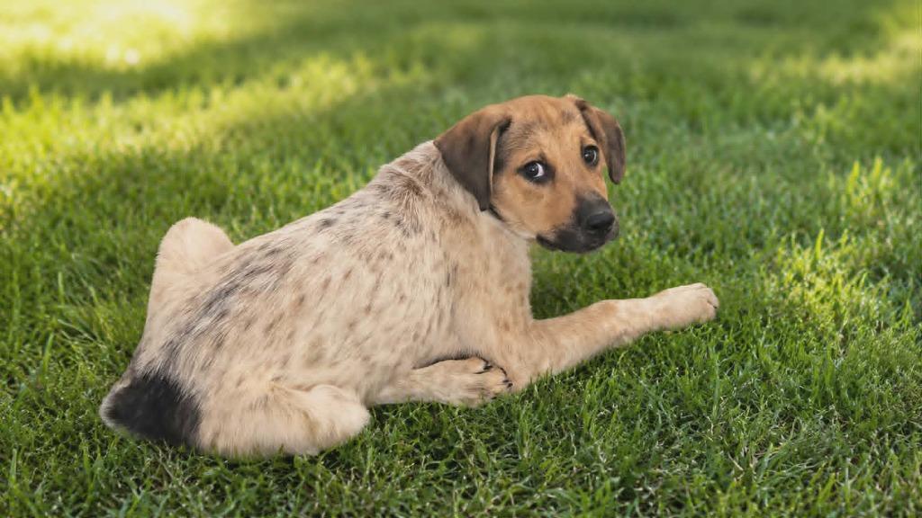 Enlarge Princeton, a Adoptable Mixed Breed in Mesa, AZ image 1/2
