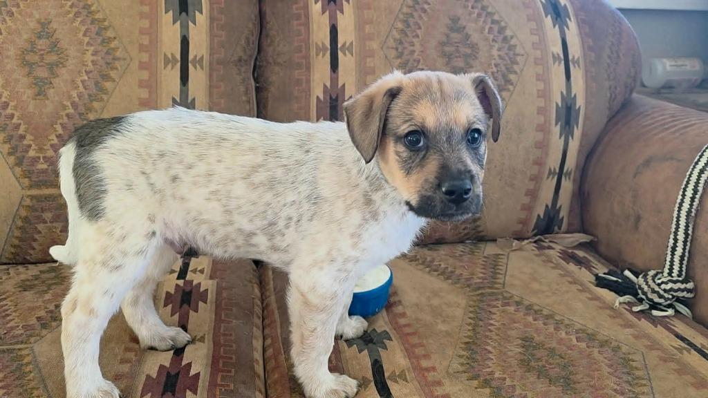 Enlarge Princeton, a Adoptable Mixed Breed in Mesa, AZ image 1/1