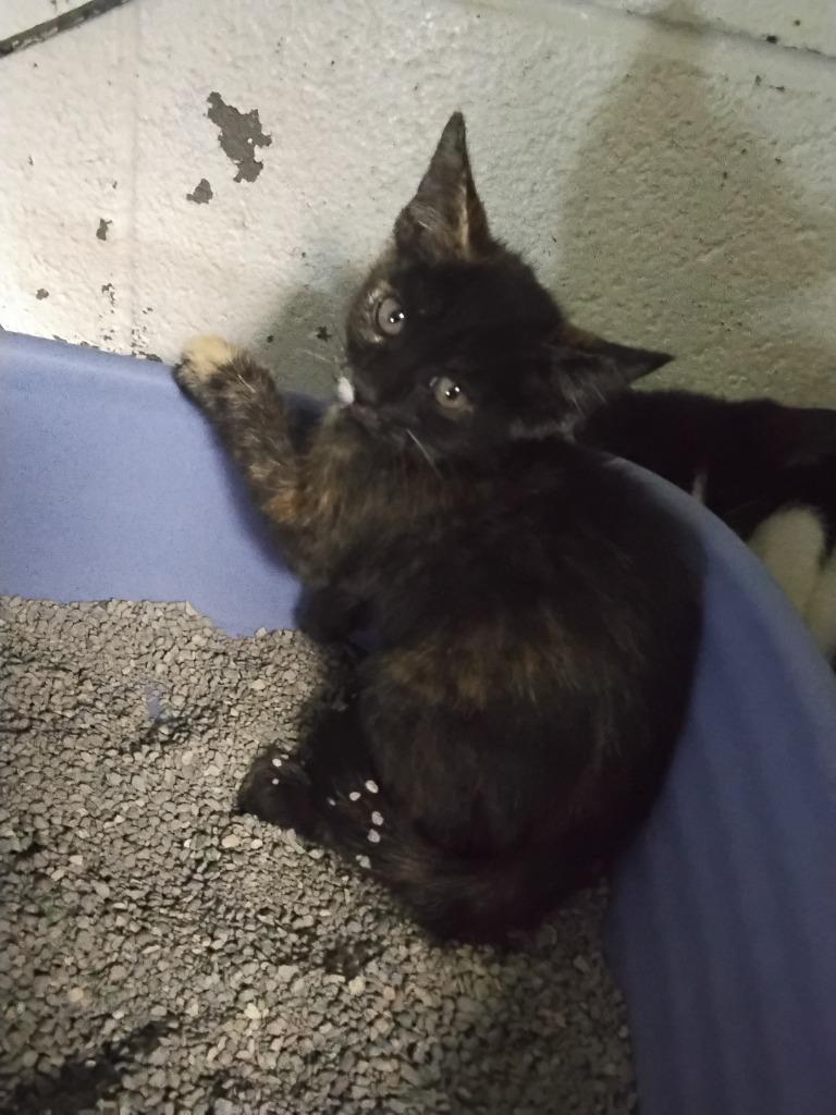 Kooie, Adoptable, Kitten Female Domestic Short Hair.