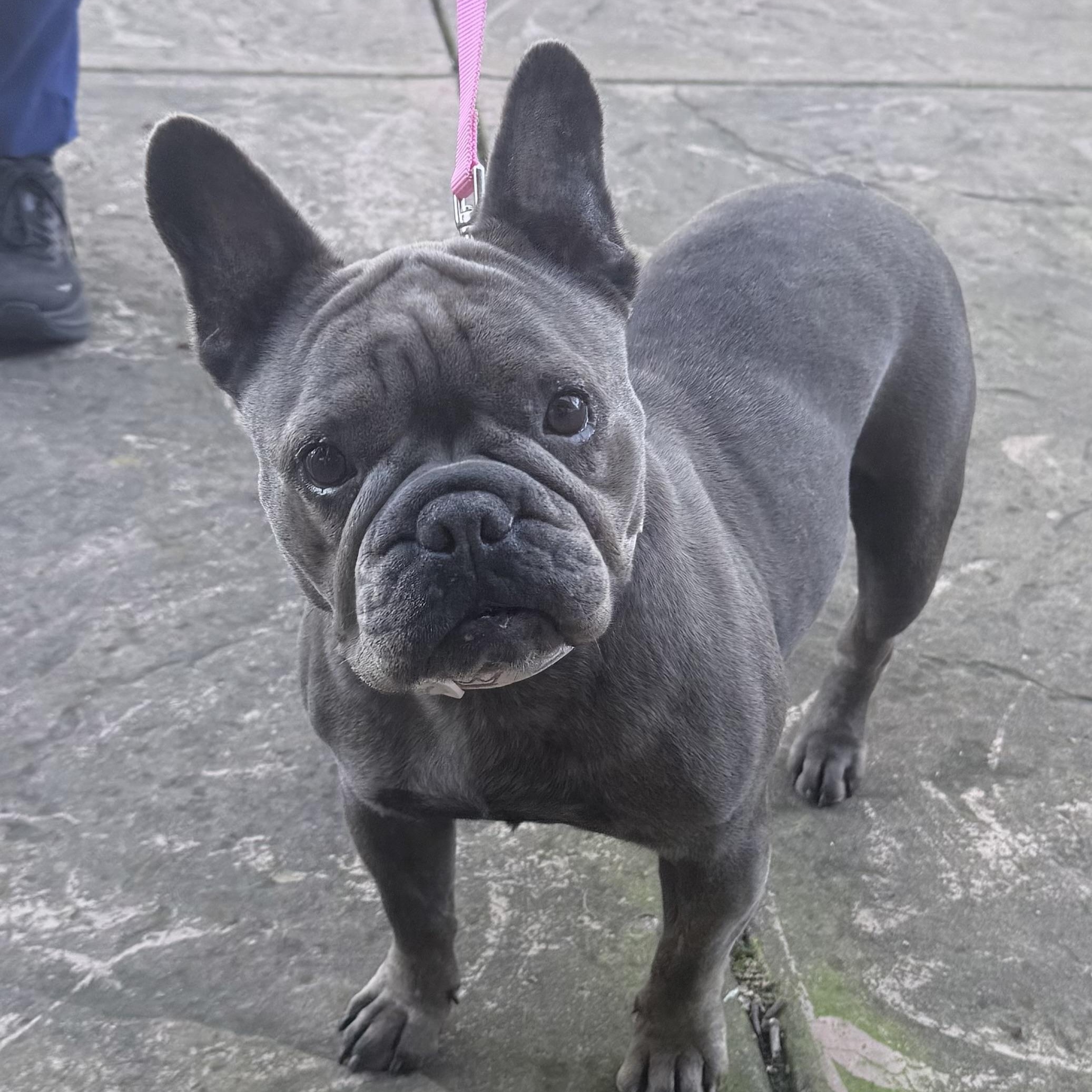 Enlarge Cozette, an adopted French Bulldog in Folsom, CA image 5/5