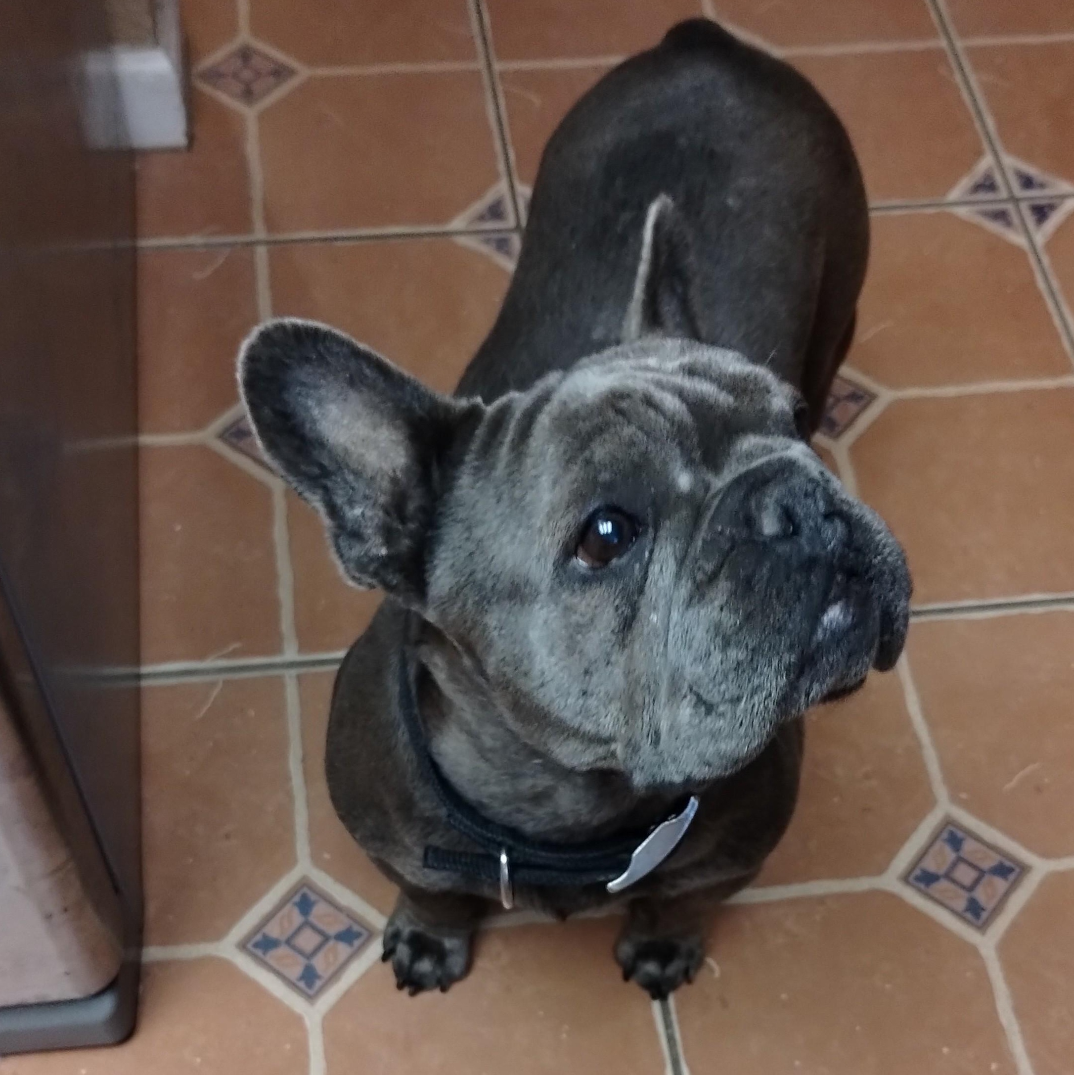 Enlarge Cozette, an adopted French Bulldog in Folsom, CA image 2/5