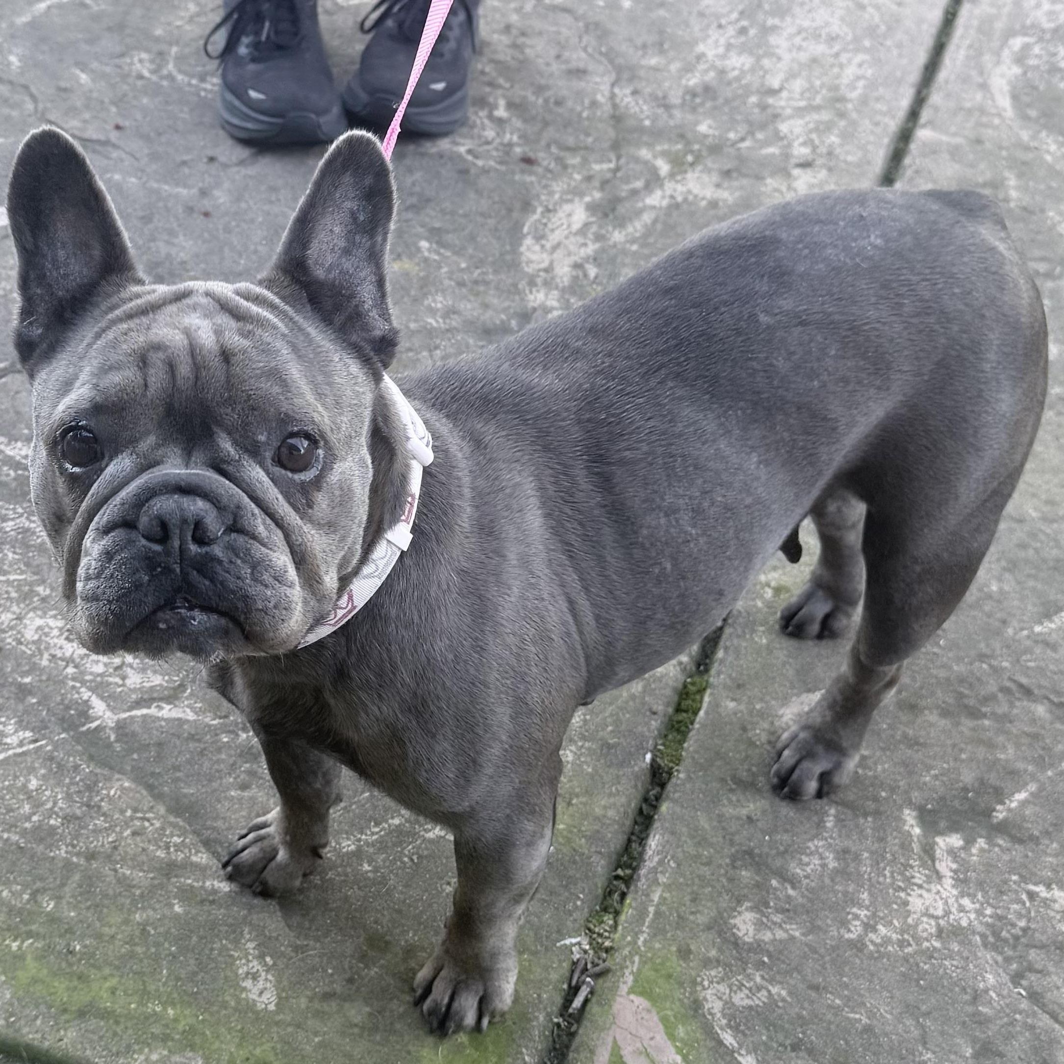 Enlarge Cozette, an adopted French Bulldog in Folsom, CA image 3/5