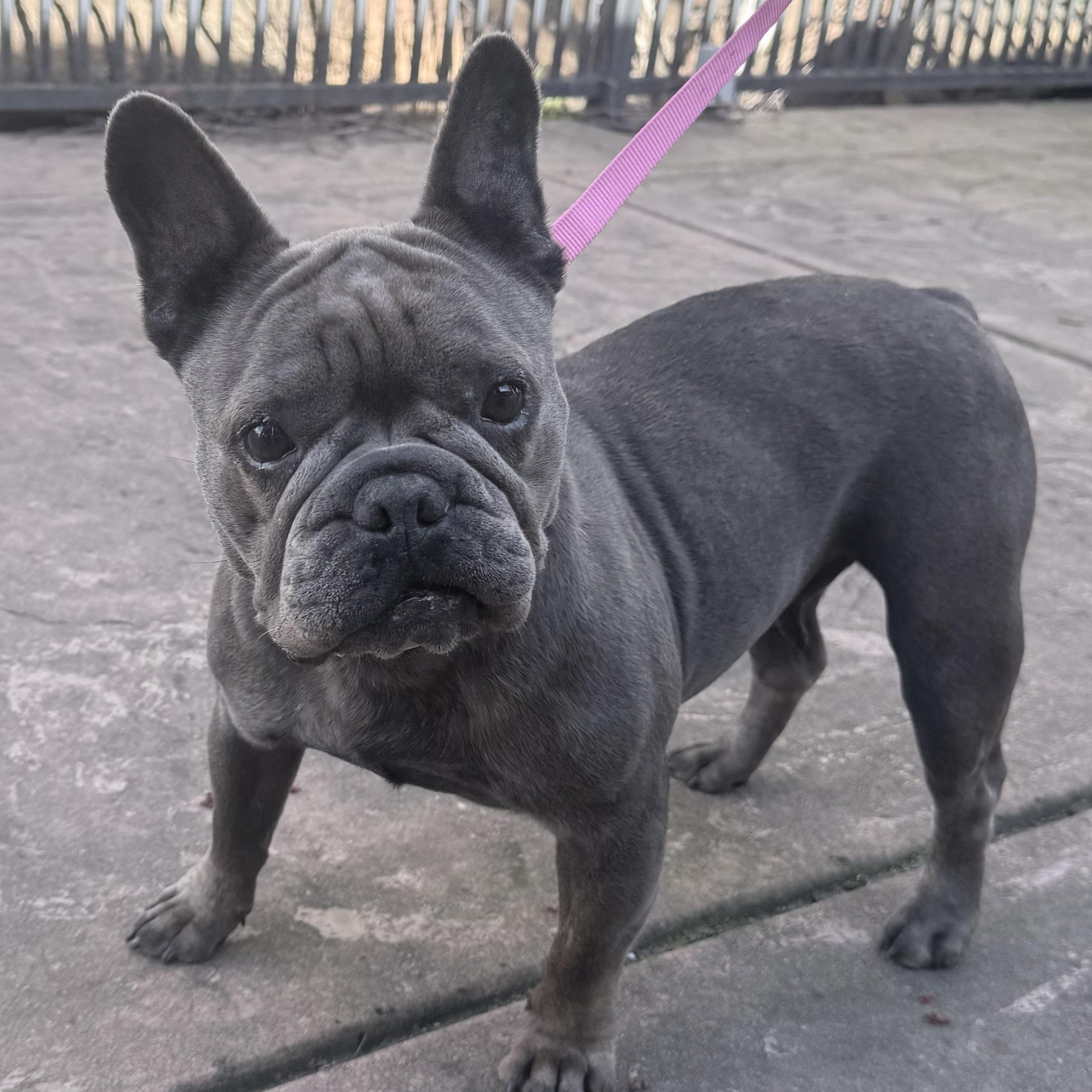 Cozette, adopted, Adult Female French Bulldog.