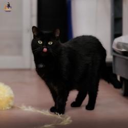 Bella, adoptable, Adult Female Domestic Medium Hair.