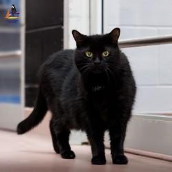 Enlarge Bella, an adoptable Domestic Medium Hair in Hamilton, ON image 6/6